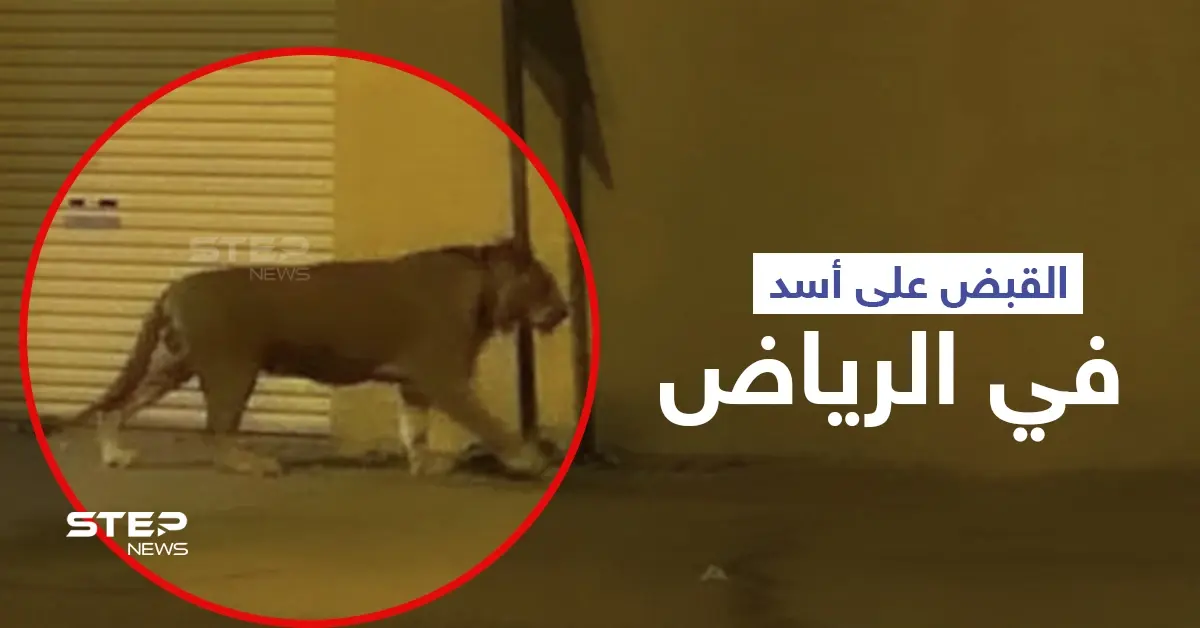 بالفيديو|| القبض على أسد في الرياض أثار الذعر داخل إحدى الأحياء السكنية: حيوان مفترس