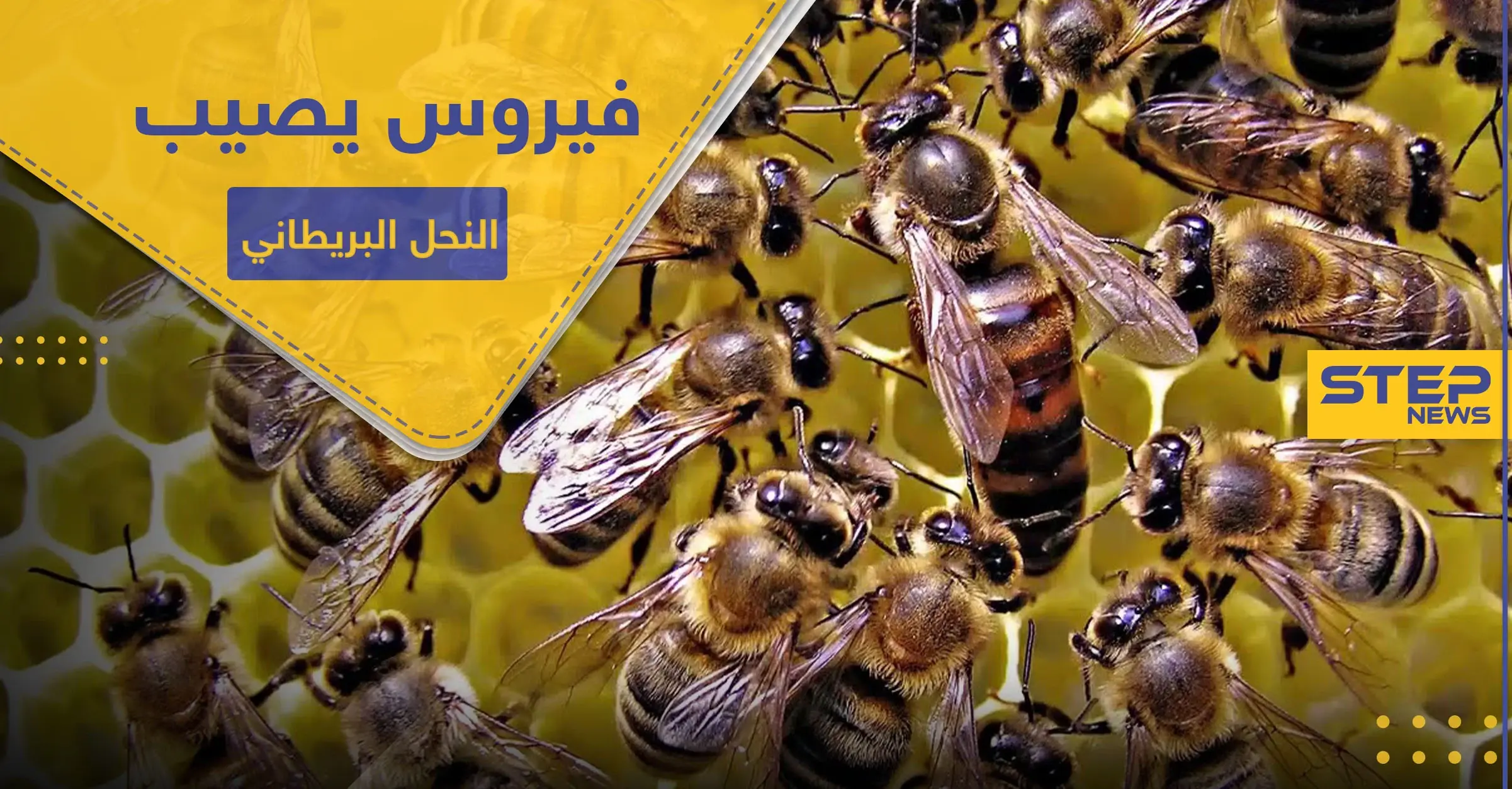 شلل النحل المزمن.. فيروس فتاك يصيب مستعمرات العسل بهذه البلاد: فيروس شلل النحل