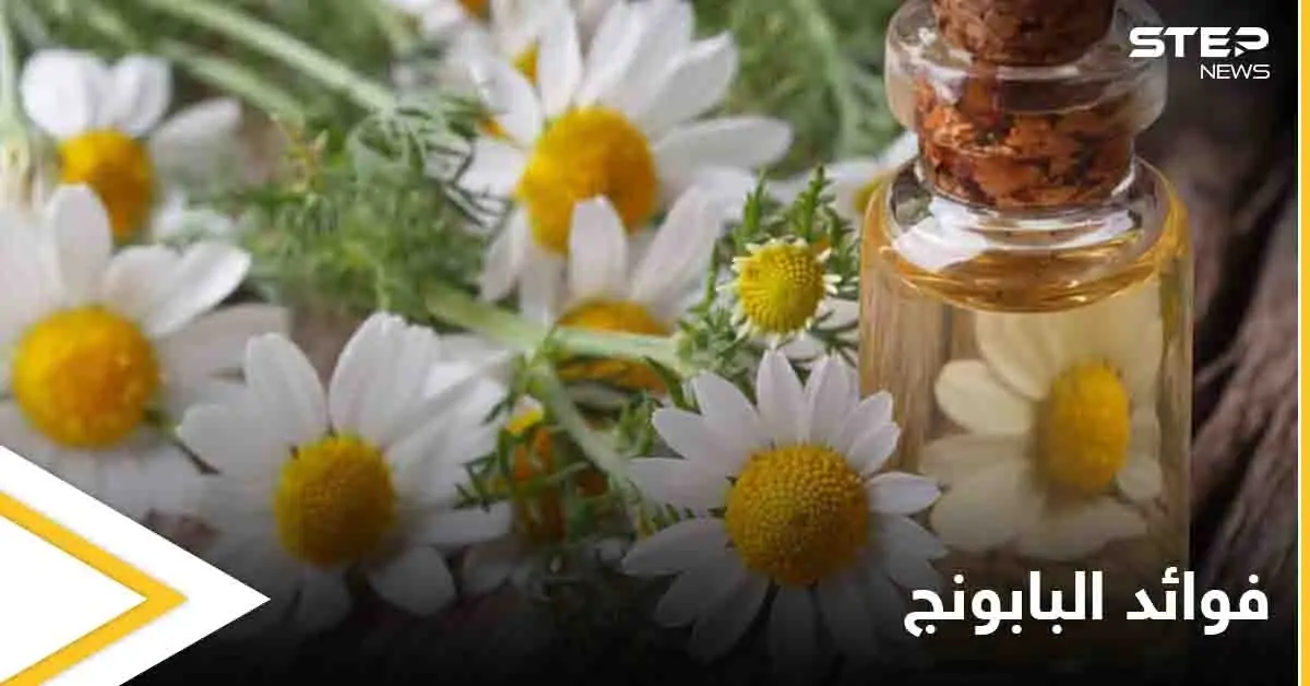 فوائد البابونج التي عليك معرفتها والمعتقدات الخاطئة عنه وإشاعة المغطس الشافي: البابونج