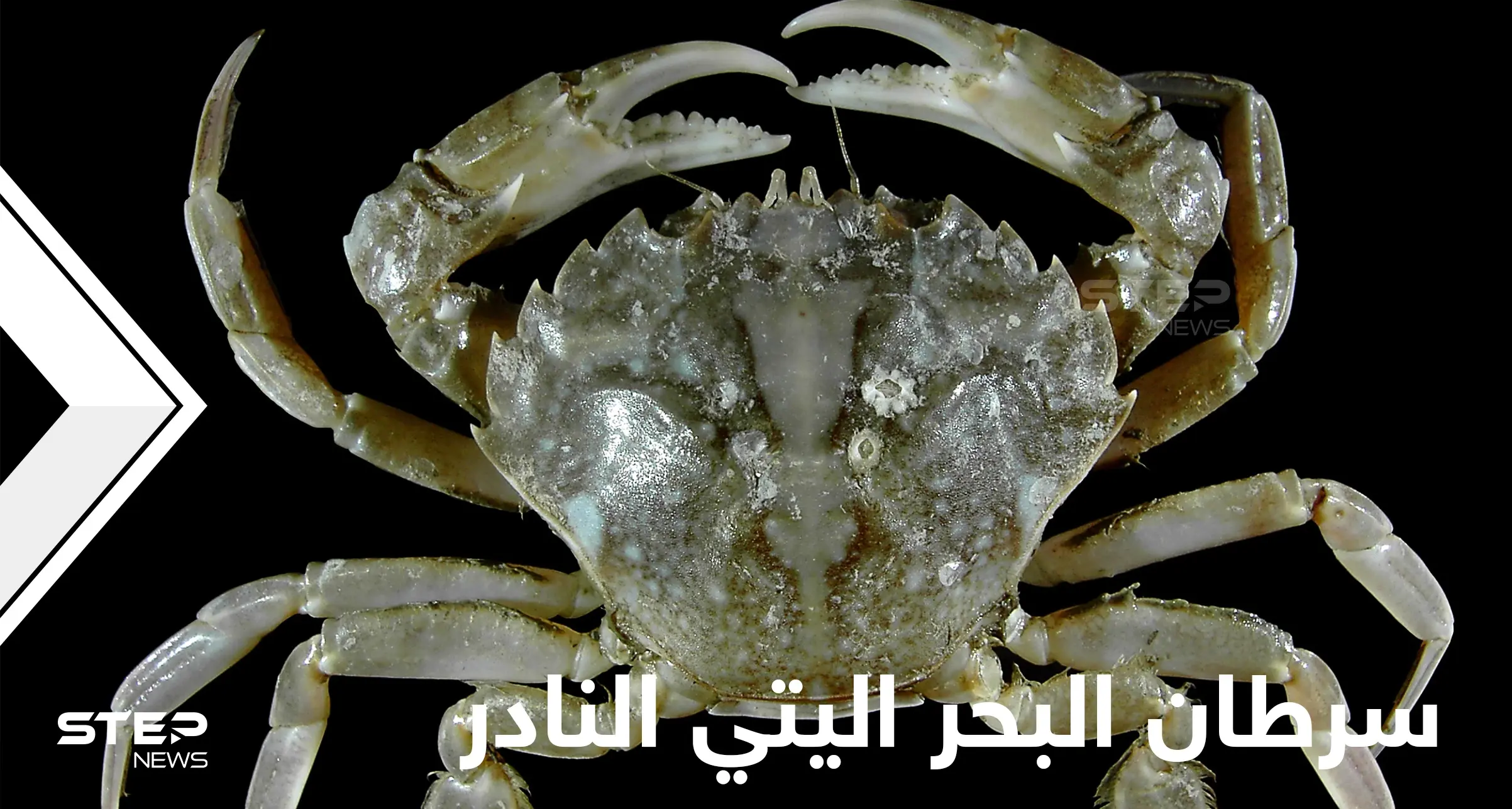 شاهد|| أغرب مخلوقات الأعماق.. سرطان البحر اليتي بأذرعه المخملية وسبب تسميته المطابقة للأساطير: القشريات