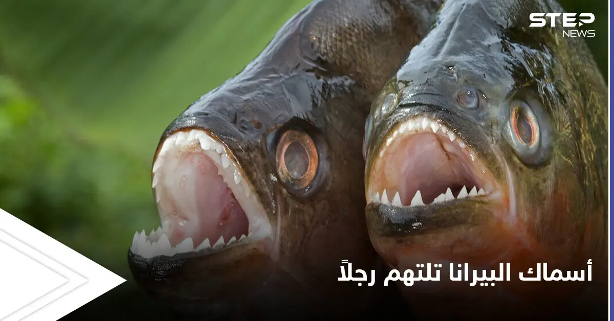 أسماك البيرانا الضارية تفترس صياداً هرب من النحل إلى البحيرة: صياد