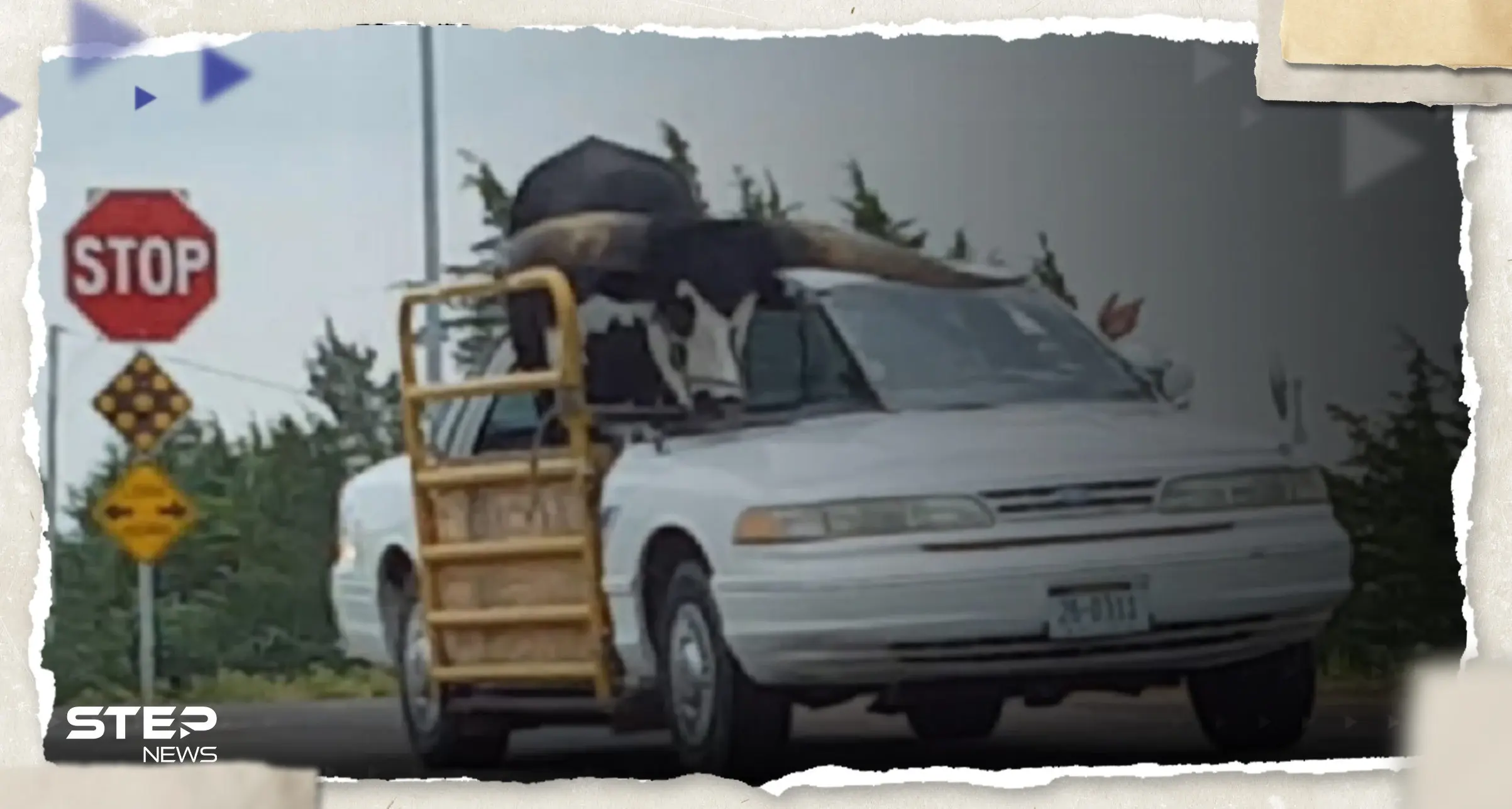 بالفيديو|| ثور وزنه نصف طن في سيارة تكسي.. الشرطة الأمريكية تتدخل بحادثة "عجيبة": ثور