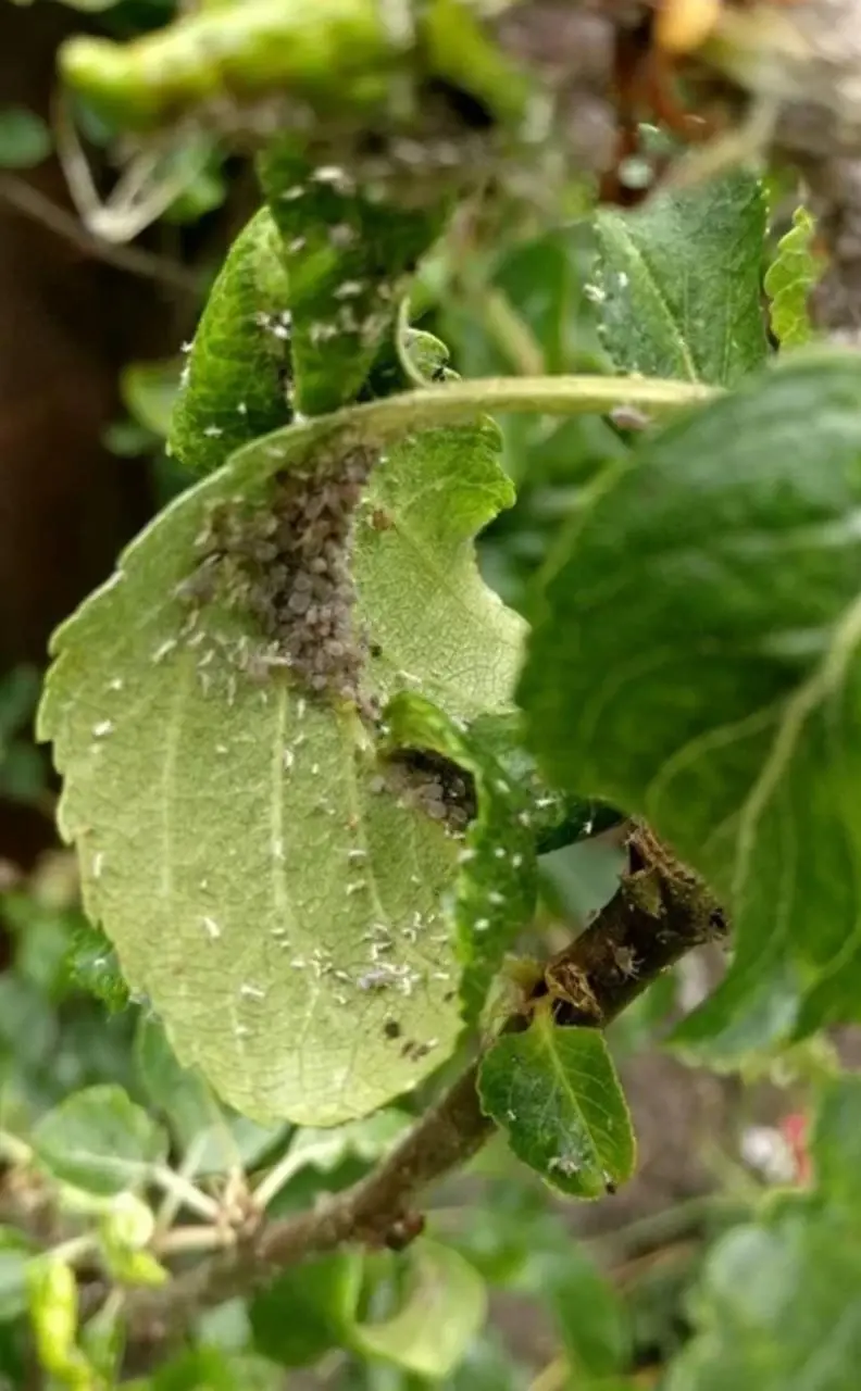 أسراب حشرات تنتشر بسماء بريطانيا تشكل خطراً على العالم.. وأوروبا تتخذ خطوة كبرى: حشرات