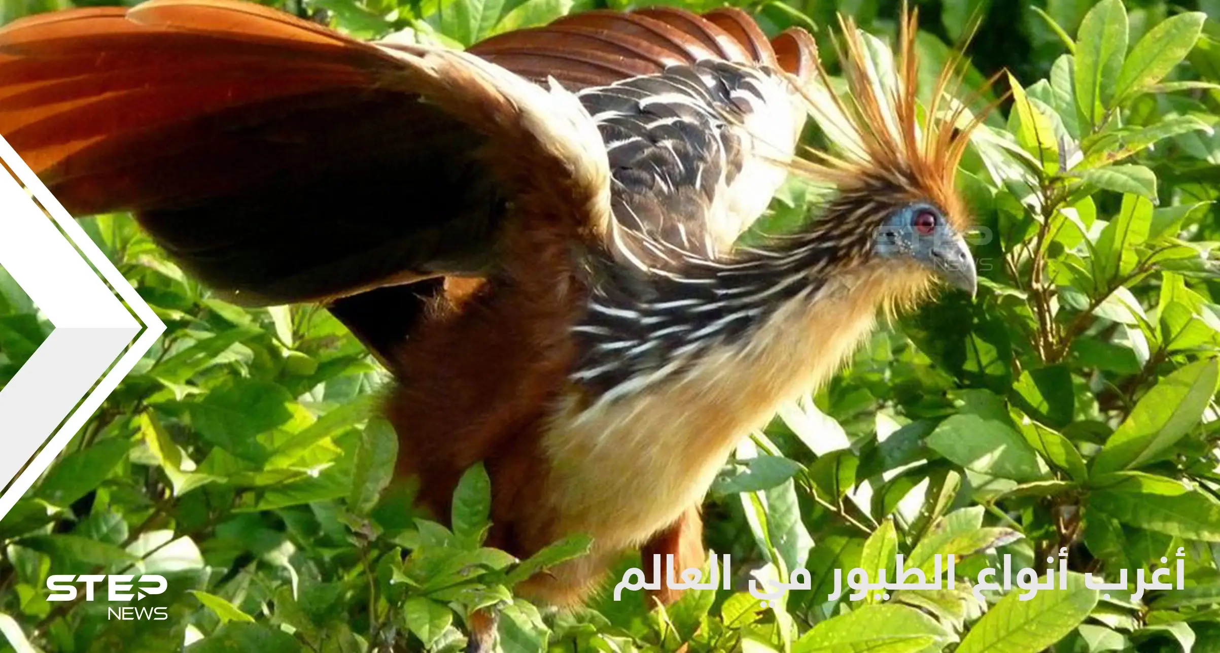 شاهد|| أغرب أنواع الطيور حول العالم وطرق حياتها المدهشة: طائر هواتزين