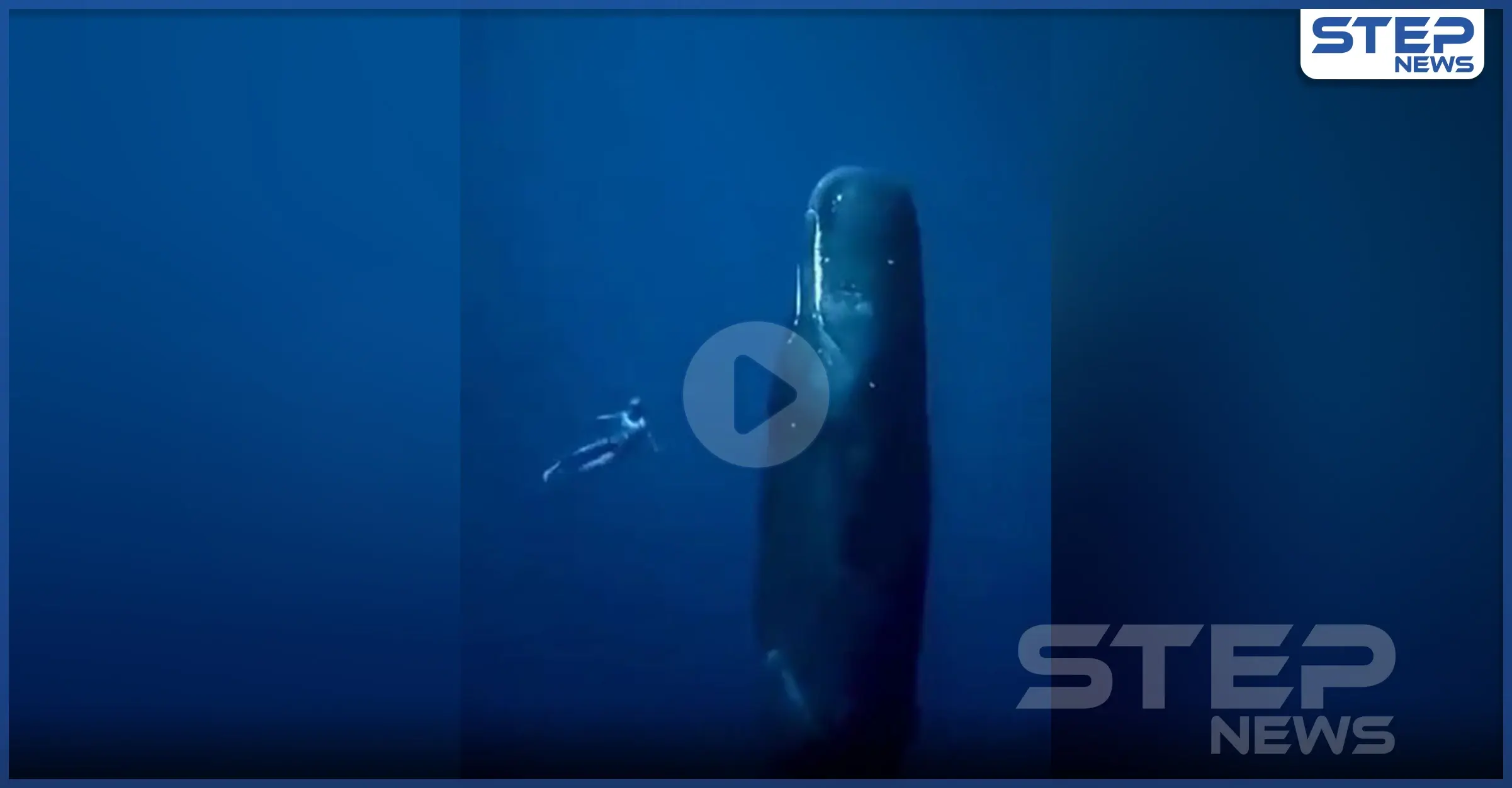 بالفيديو || حوت نائم في قاع البحر بطريقة غريبة: مقطع فيديو