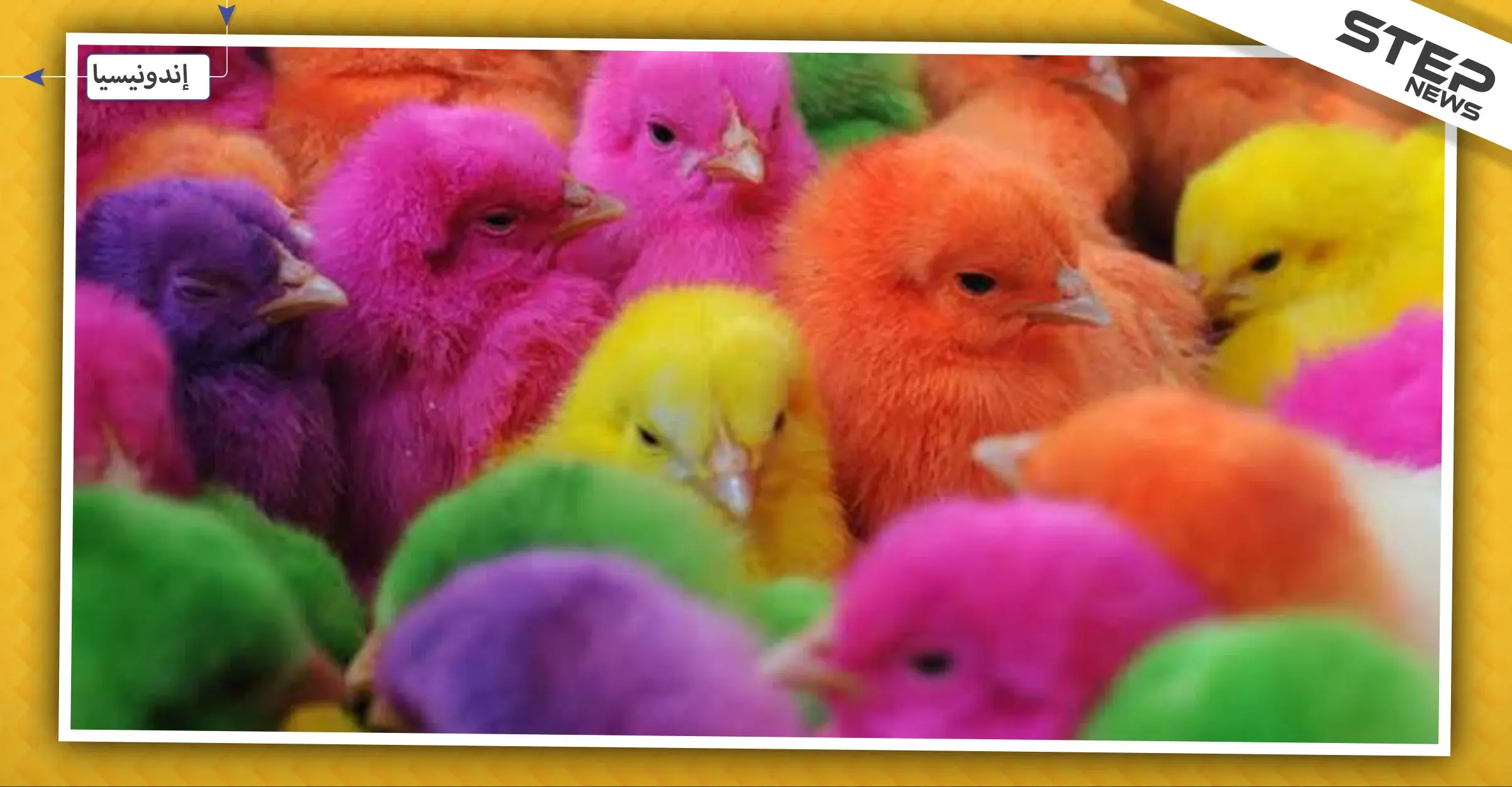 مدينة إندونيسية توزع "صيصان ملونة" على الطلاب لاشغالهم عن الهواتف المحمولة.. والتفاصيل: باندونج