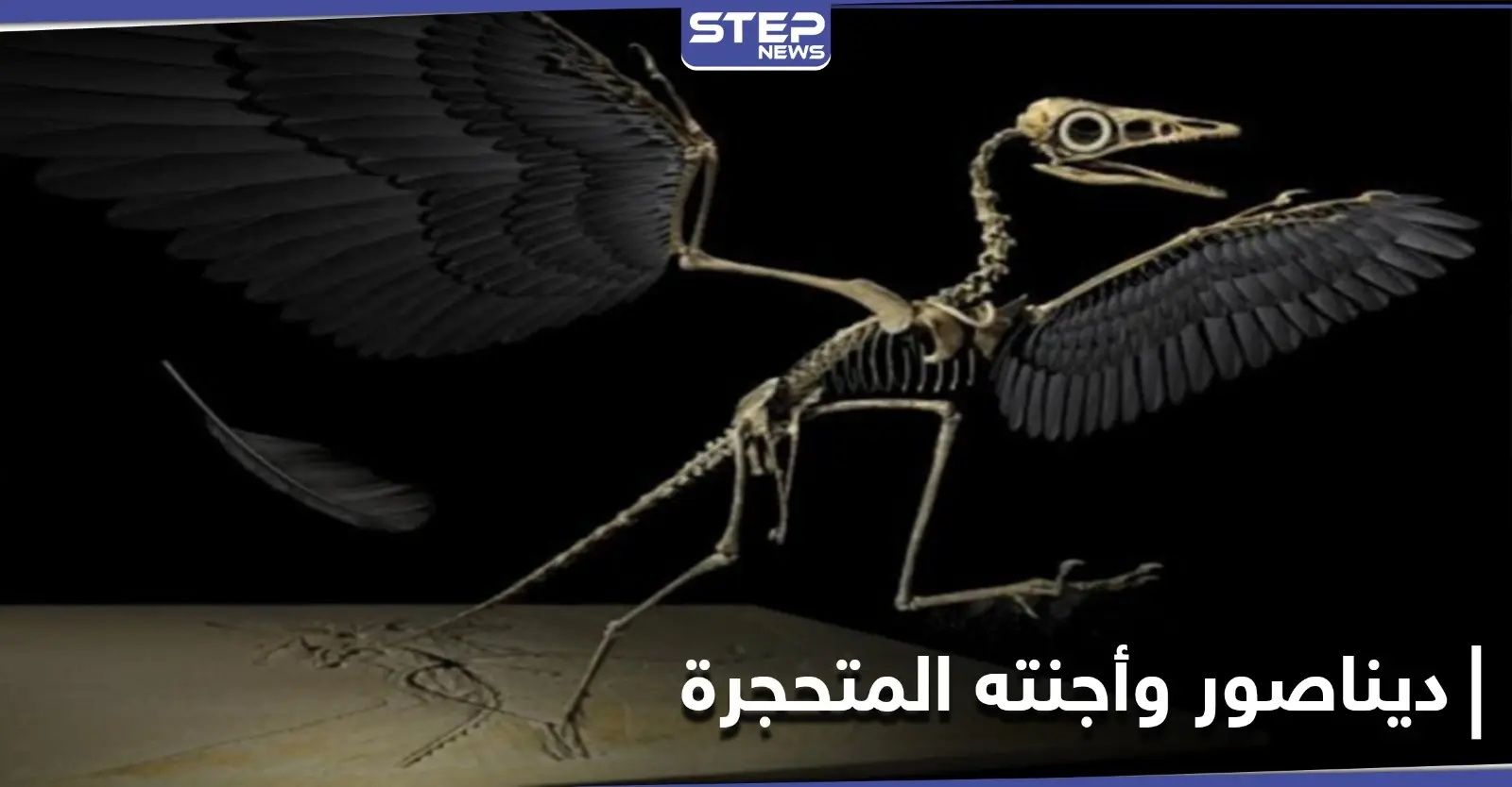ديناصور وأجنته المتحجرة.. اكتشاف في صخور عمرها 70 مليون عام احتفل به العلماء: أجنة متحجرة