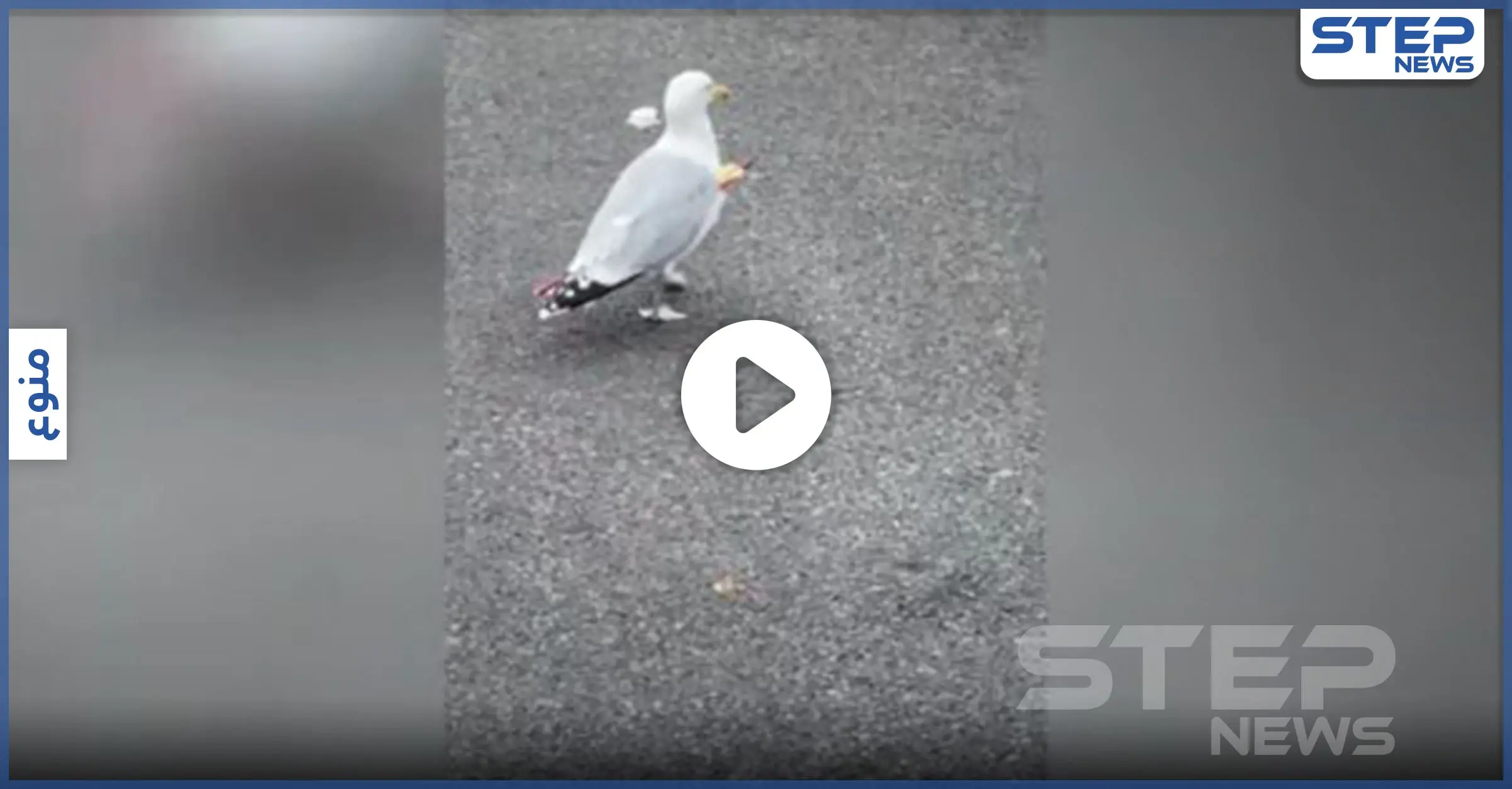 بالفيديو|| بسهم يخترق جسمه.. طائر نورس مكافح يذهل المارة في بريطانيا: طائر نورس