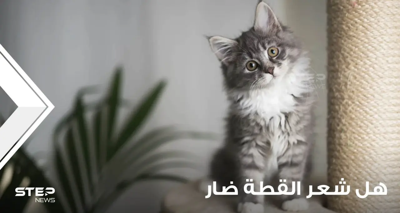 هل شعر القطط ضار؟ وكيف يمكن الحماية منه؟: هل شعر القطط ضار