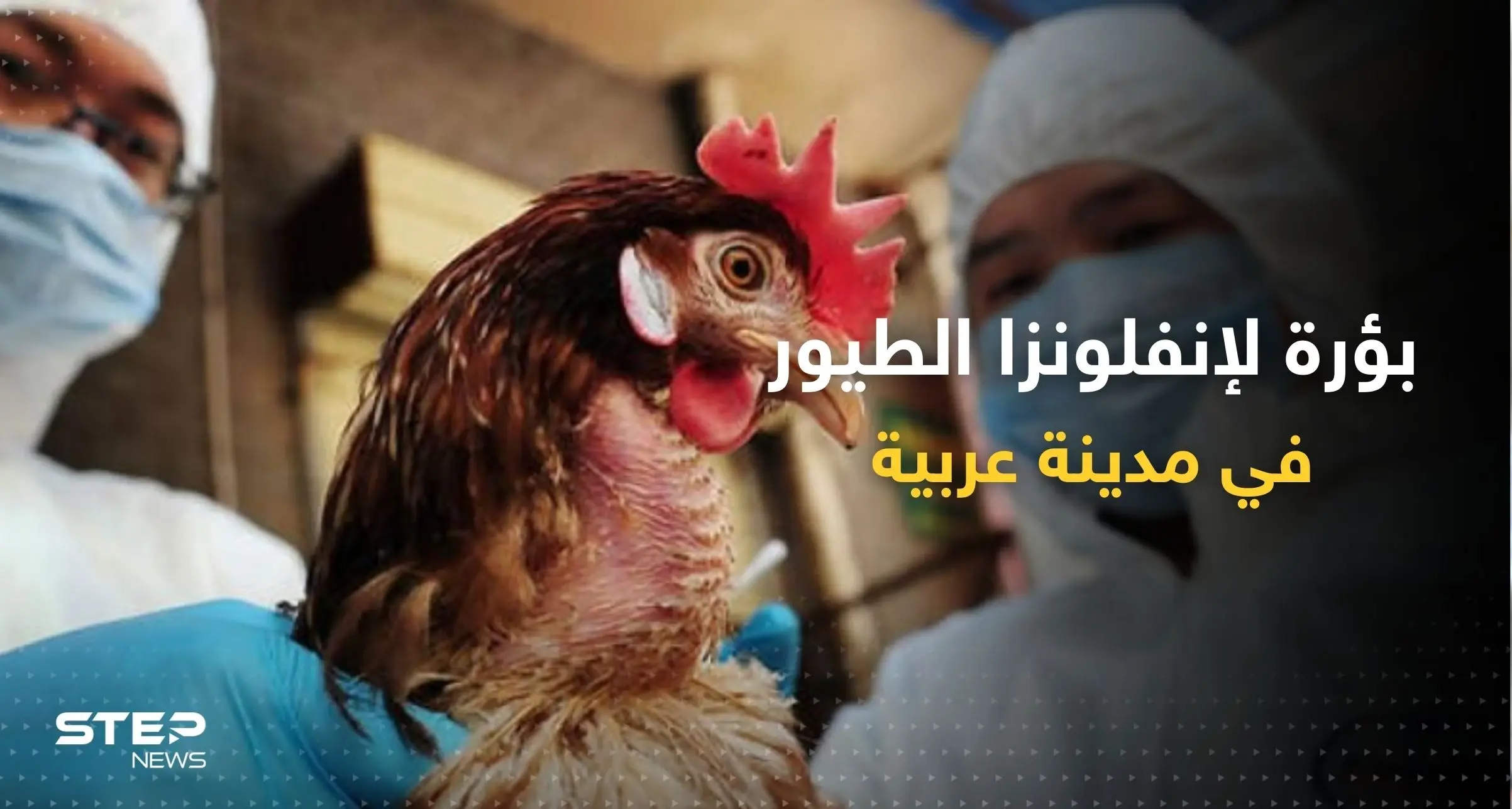 بؤرة لإنفلونزا الطيور تظهر في مدينة عربية.. أوامر بالحجر ومنع البيع: إنفلونزا الطيور