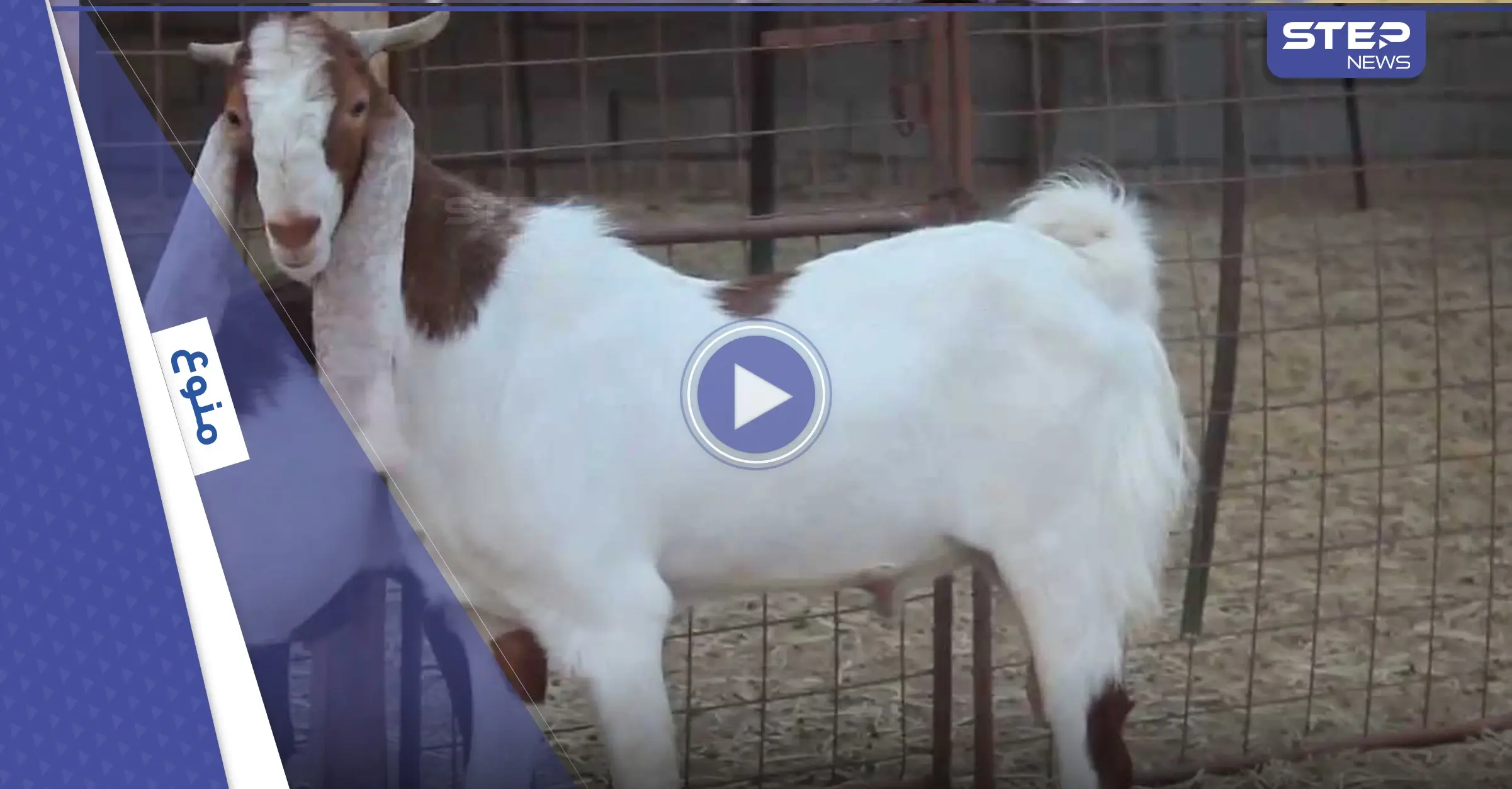 شاهد|| ماعز تنجب مولوداً على هيئة "طفل بشري" بوجه وملامح يشبه الإنسان.. والأهالي يعتبرون أنها "علامة من الله" (فيديو): ماعز تلد مولودا غريبا