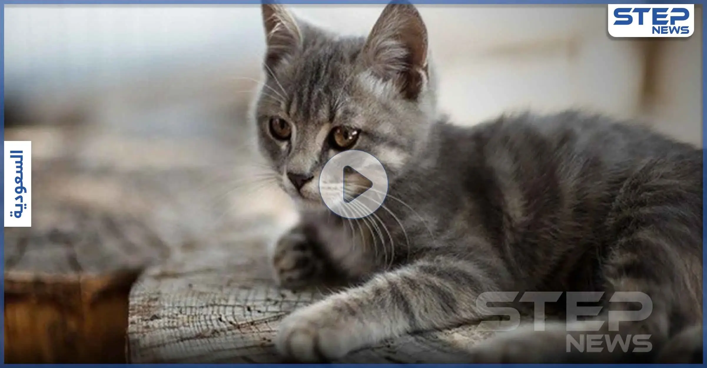 بالفيديو|| في مشاهد قاسية.. سعودي يحرق قطة وهي حيّة ووسم "معذب القطط" يُشعل غضباً: قطة