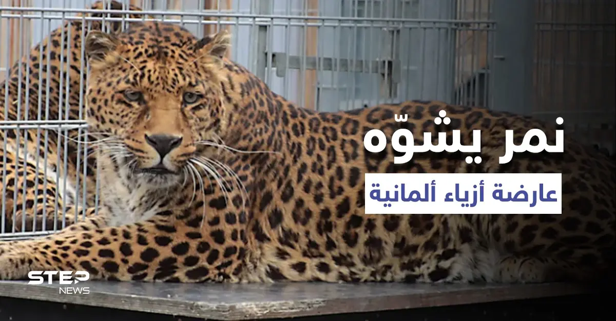 شاهد|| عارضة أزياء تتعرض لهجوم شرس من نمر خلال جلسة تصوير.. والسلطات الألمانية تفتح تحقيقاً: منوع