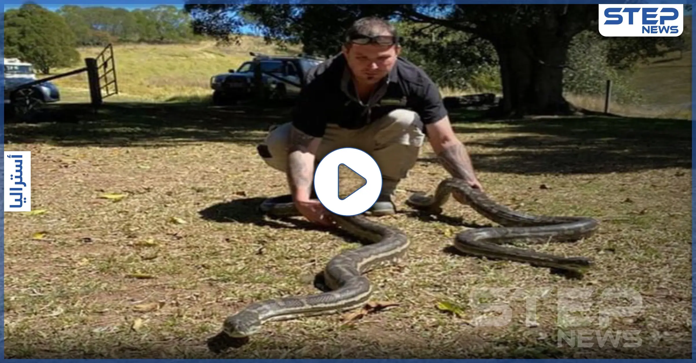 بالفيديو|| صراع ثعبانين ضخمين أثناء التزاوج يهدما سقف منزل مُسن ليسقطا بالمطبخ: أستراليا