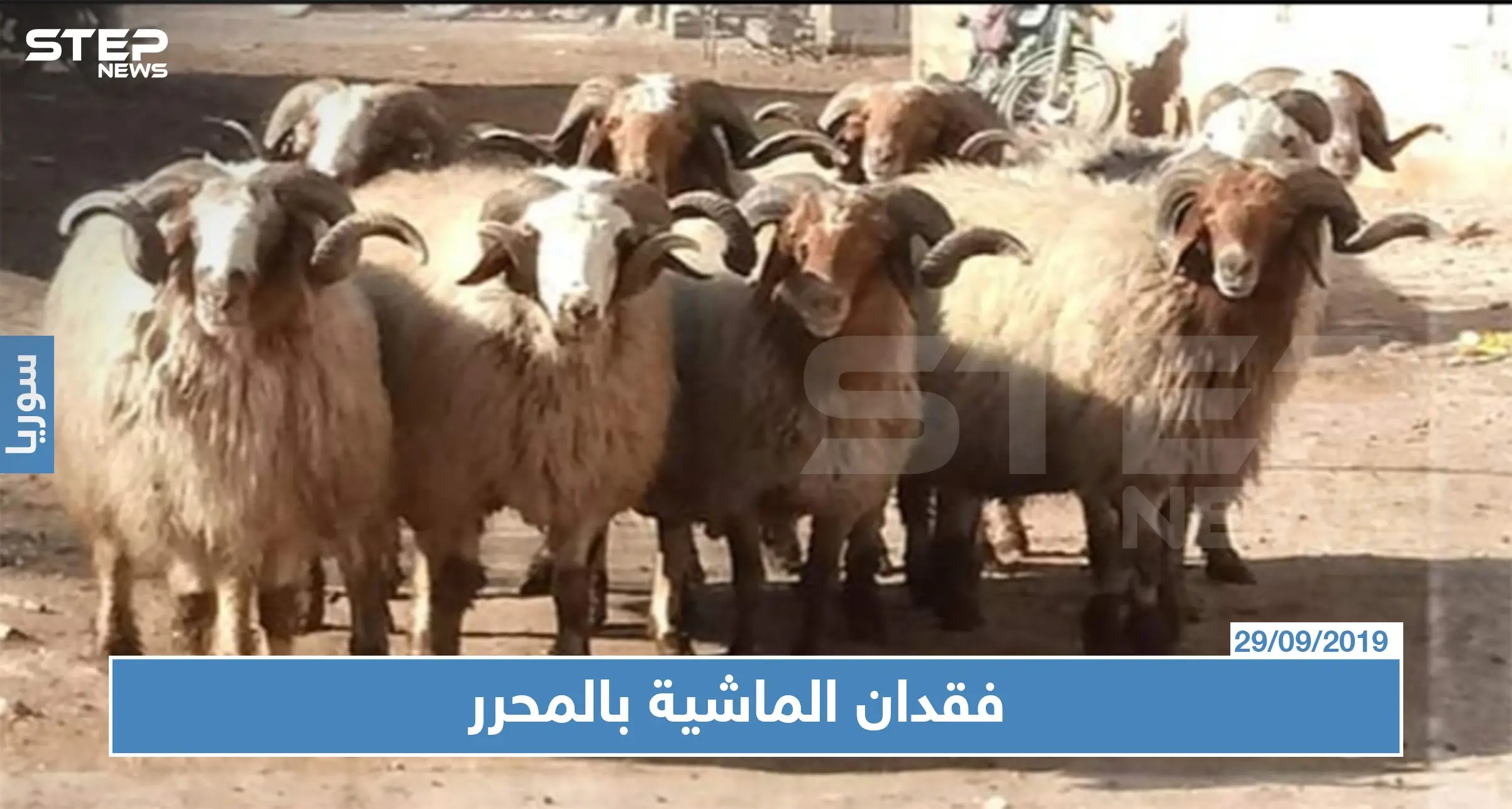 فقدان الماشية بالمناطق المحررة بسبب هيئة تحرير الشام؟: ارتفاع أسعار اللحوم