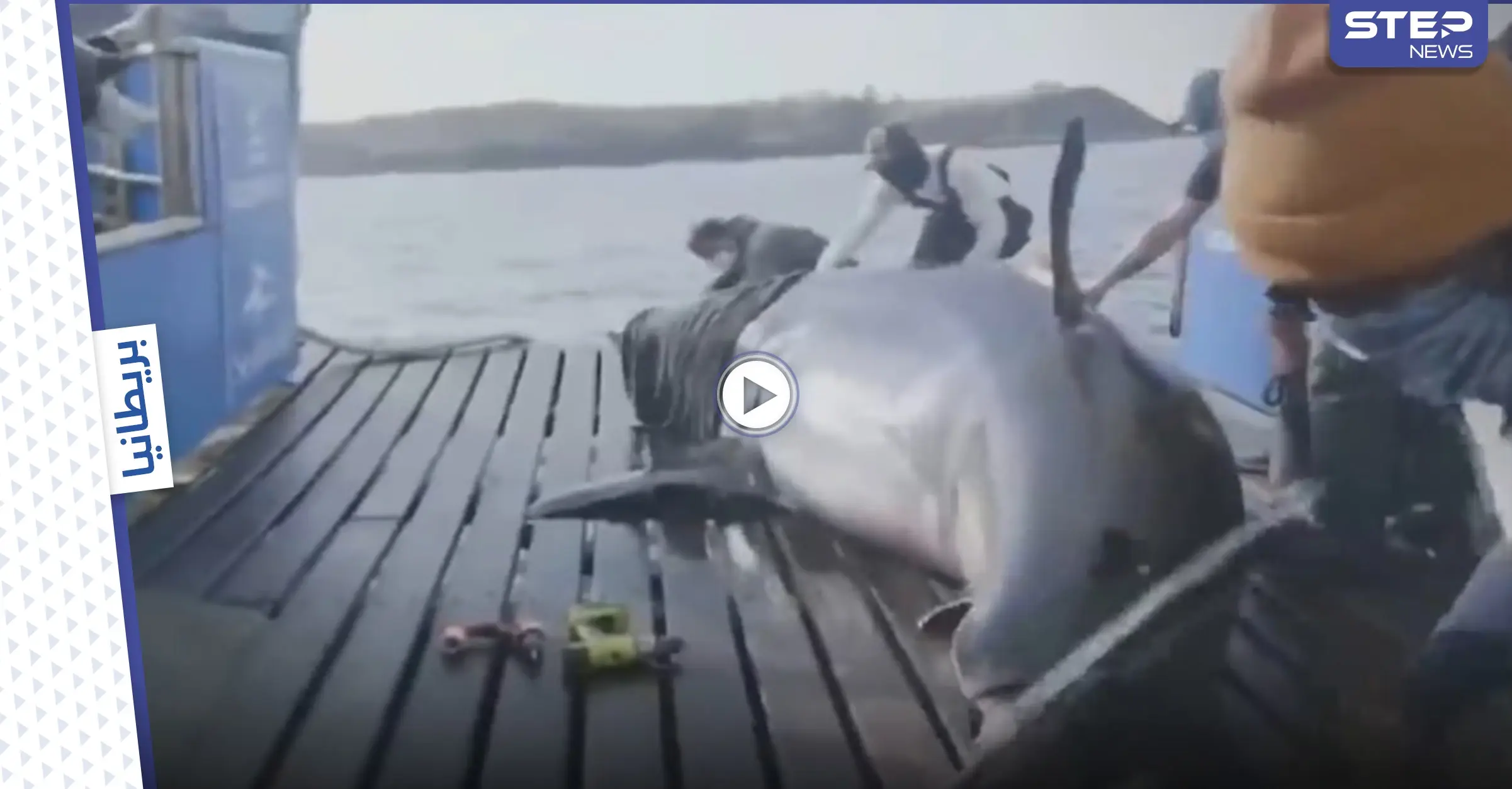 علماء بريطانيون يتمكنون من اصطياد ملكة المحيط ووضع جهاز تعقب عليها (فيديو): ملكة المحيط