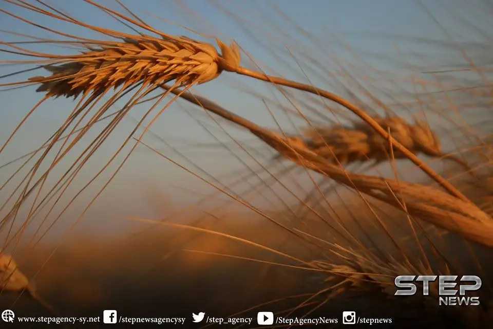 ملخص أحداث سوريا – الخميس 15 -11- 2018: ملخص أحداث سوريا اليومي