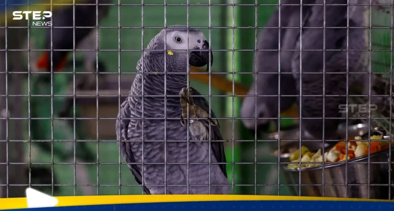 بعد أن خلفت وفيات.. ما هي "حمى الببغاء" وكيف تنتقل إلى البشر؟: حمى الببغاء