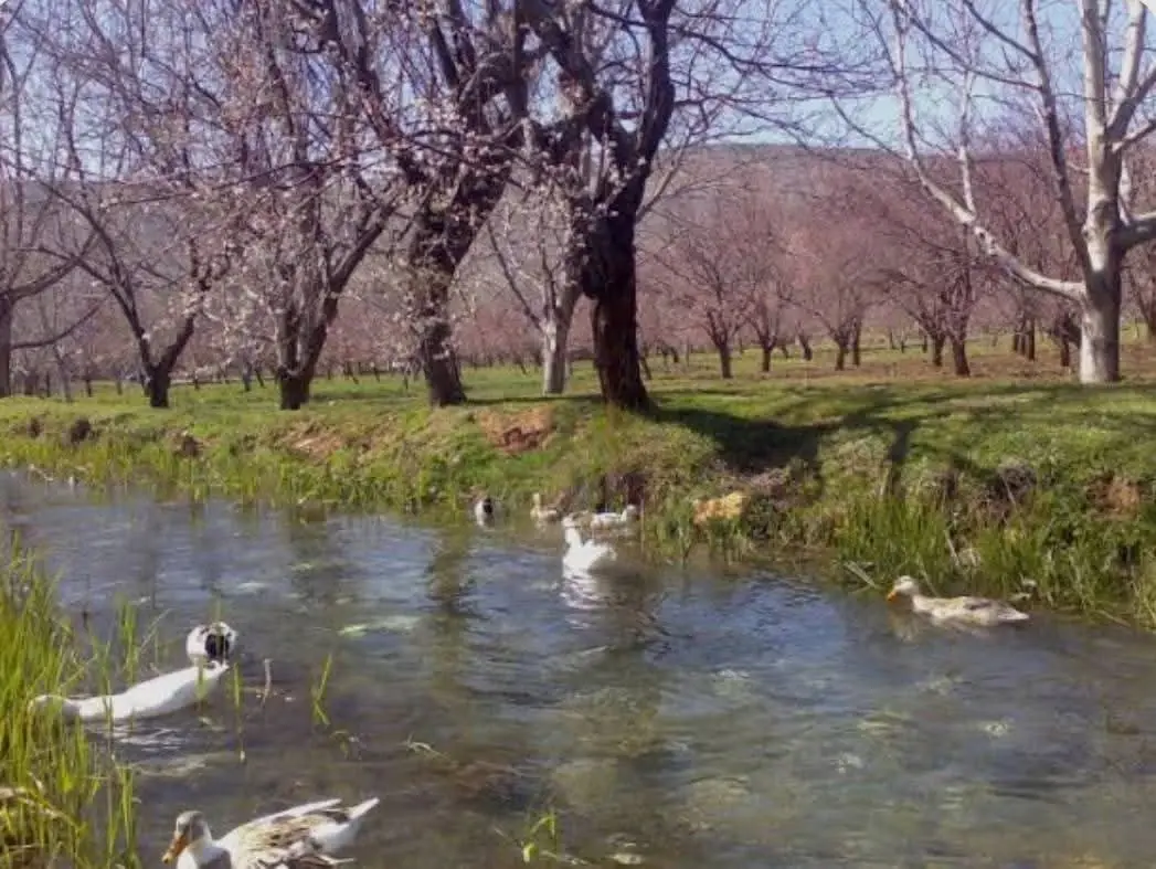 دمشق - عدسة الجمهور - وكالة ستيب نيوز