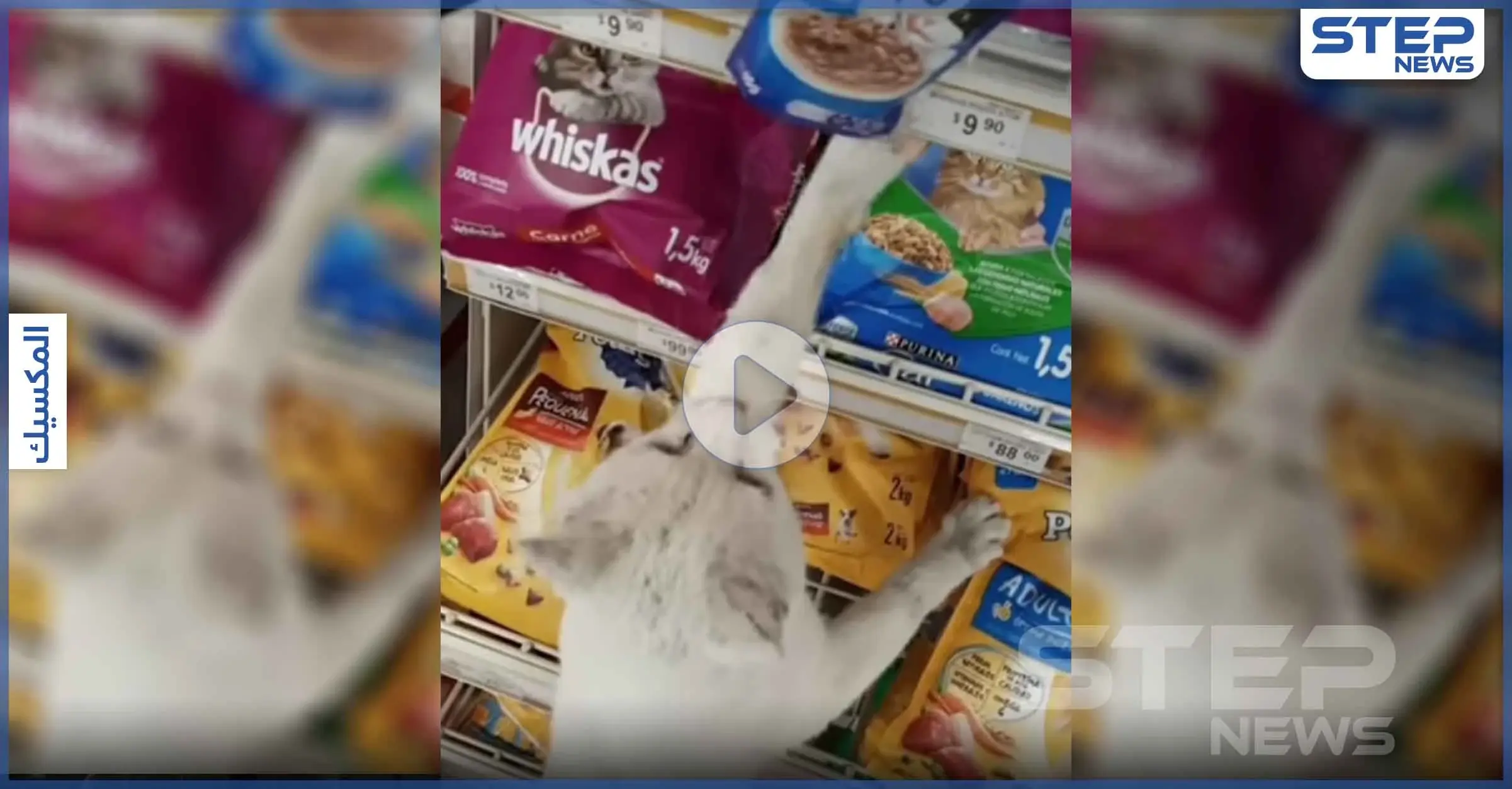 بالفيديو | قطة تتصدر الترند بعد طريقتها الذكية للحصول على طعامها المفضل: الجوع