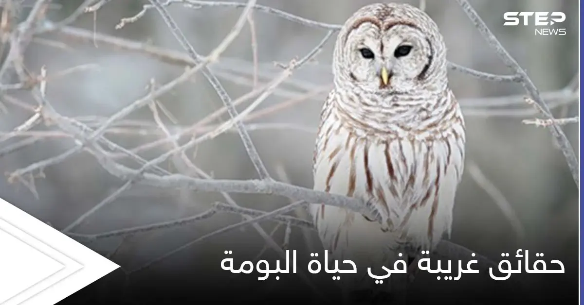 تعيش في نظام العائلة ولا يهجرها أطفالها.. حقائق غريبة في حياة البومة بطلة الحكايات الخيالية: عمر البومة