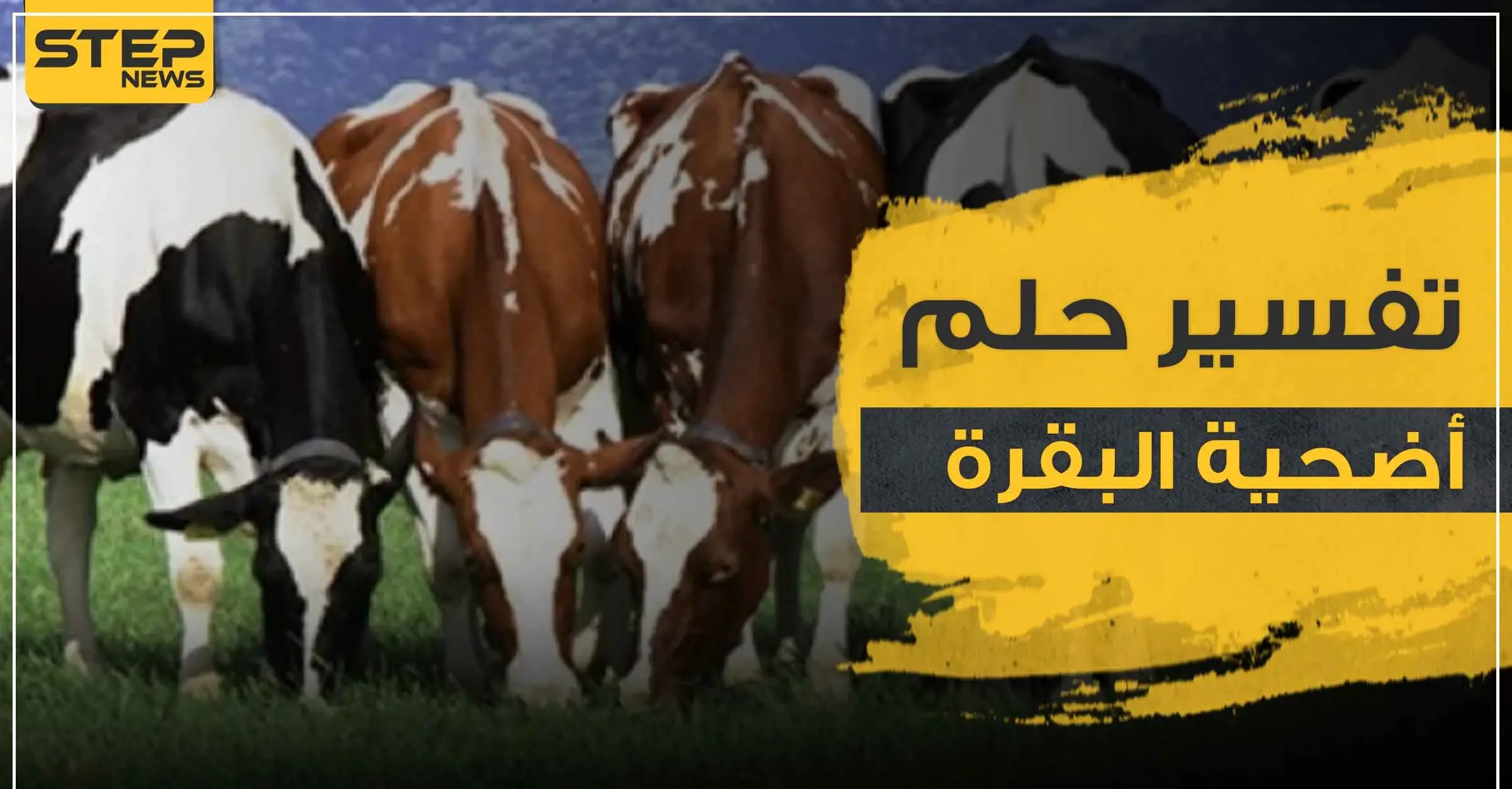  تفسير رؤية أضحية البقرة بالمنام وكذلك قطيع من الأبقار لجميع أفراد الأسرة: تفسير رؤية ذبح البقرة