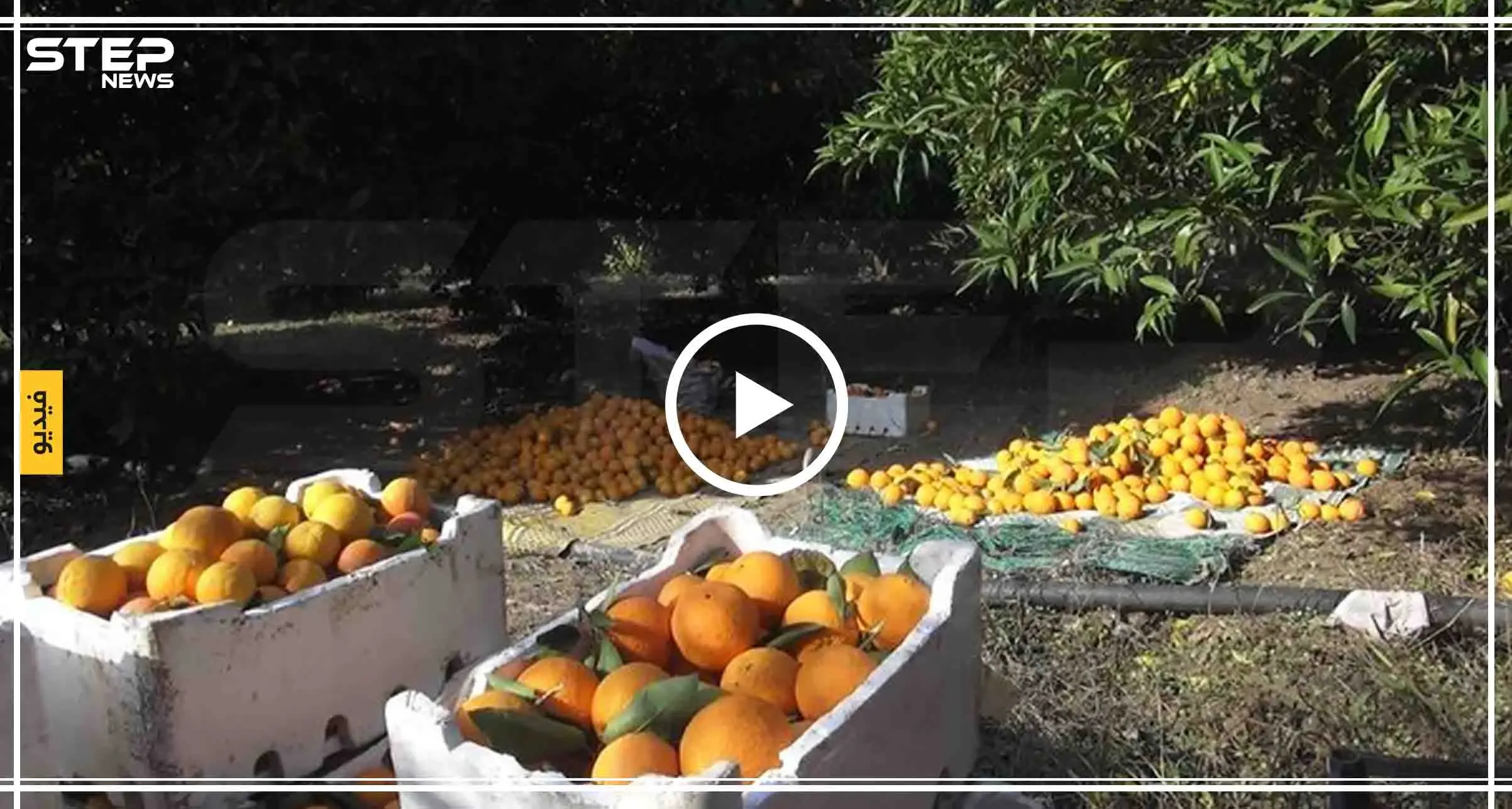 شاهد موسم الحمضيات في دركوش بريف إدلب والصعوبات التي يواجهها المزارعون: دركوش