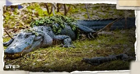 توثيق أول "ولادة عذرية" لأنثى تمساح لم يمسسها ذكر منذ 16 عاماً: تمساح