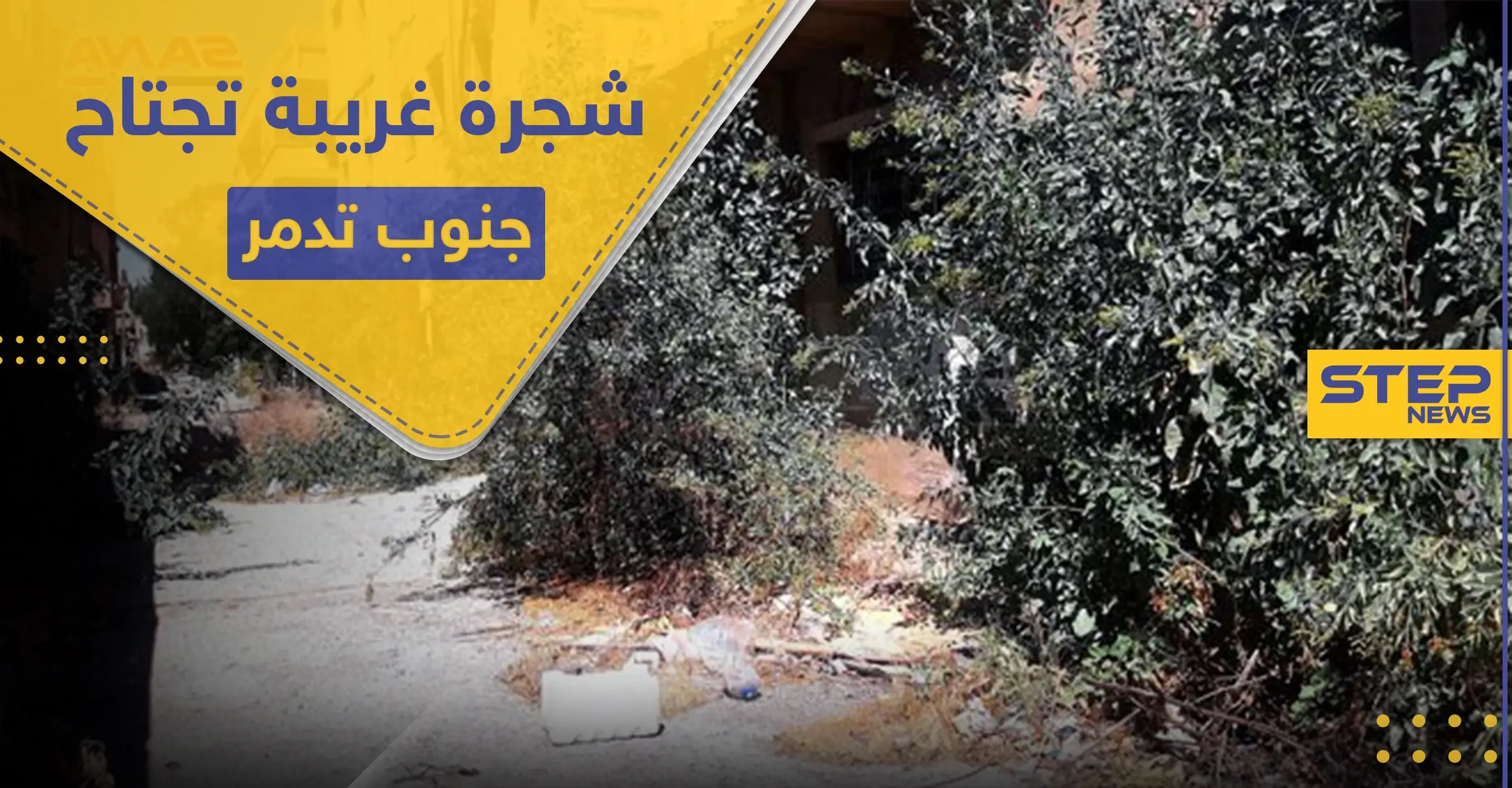 بالصور|| ظهور شجرة غريبة لأول مرة في سوريا.. وتحذيرات من خطرها القاتل: وكالة سانا