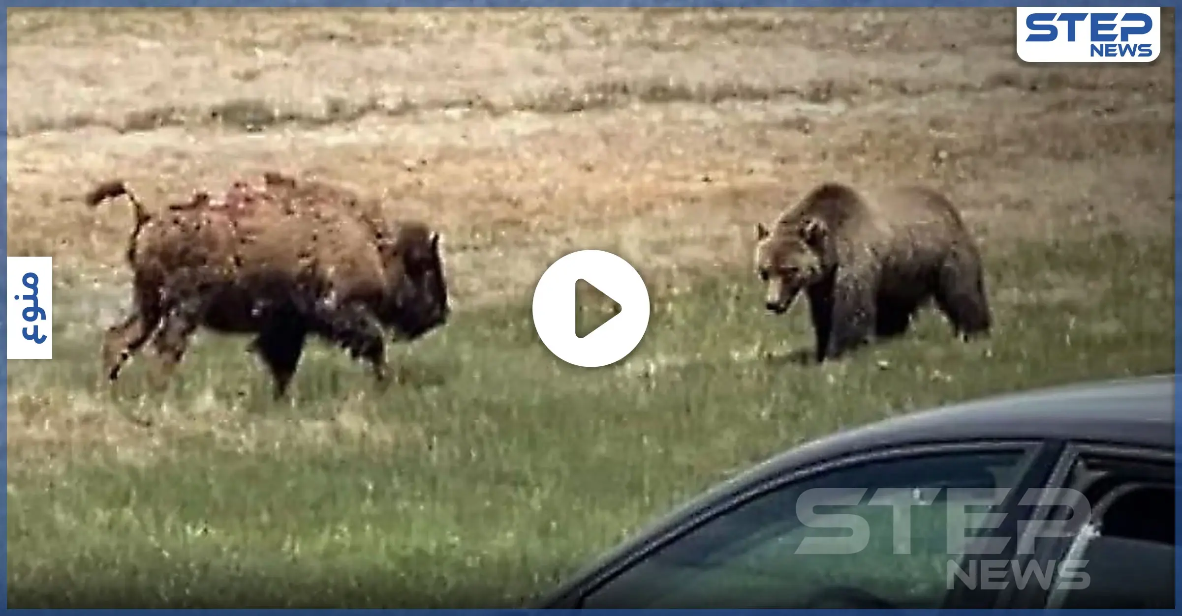 بالفيديو|| معركة شرسة بين دب وثور أمريكي بحديقة حيوان تنتهي بموت أحدهم: دب