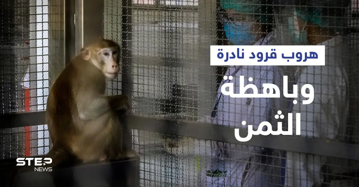 هروب قرود نادرة تُستخدم لأبحاث كورونا بعد حادث سير في ولاية أمريكية والشرطة تتدخل: عالم الحيوان