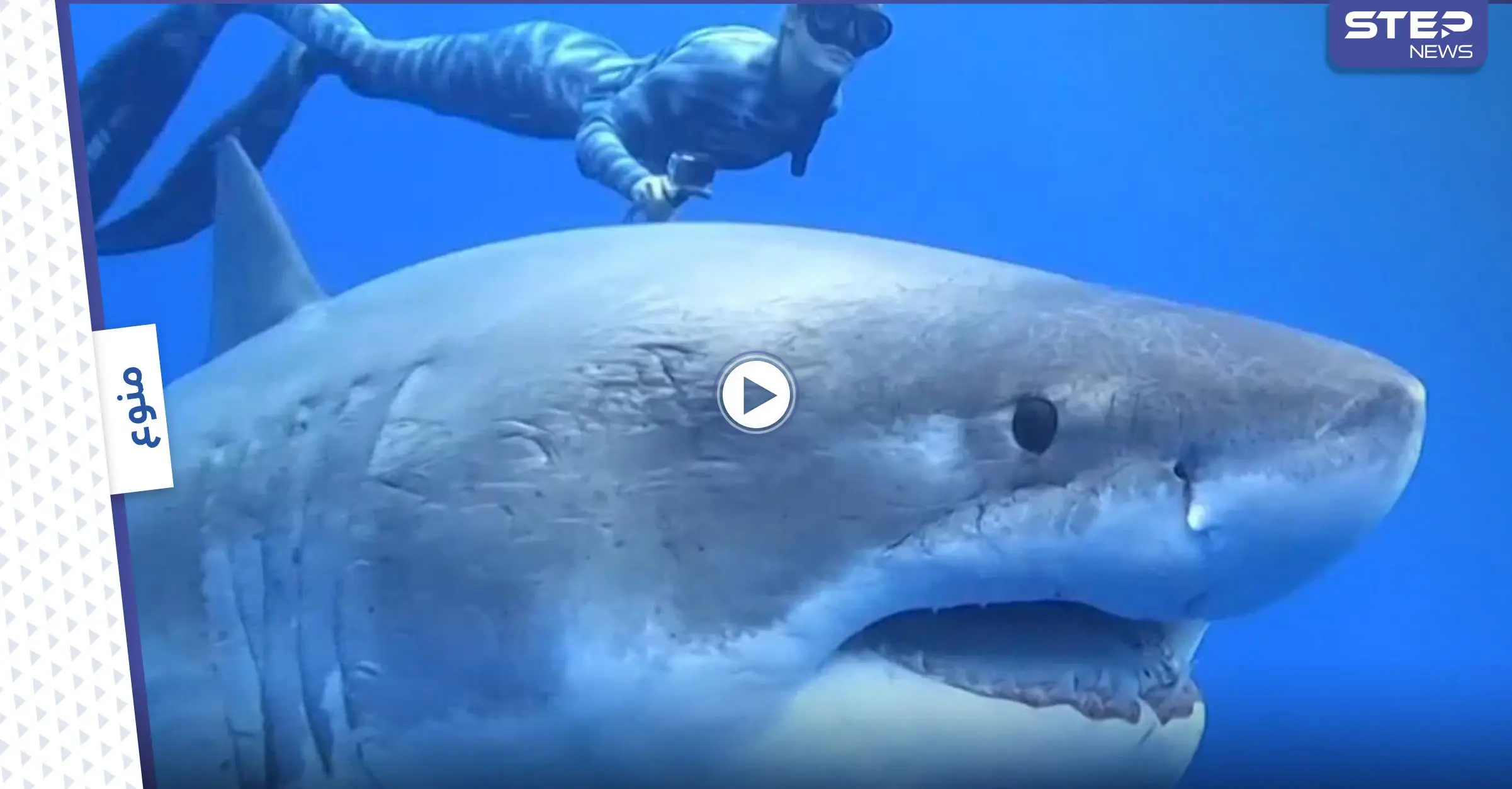 بالفيديو|| سمكة قرش ضخمة تسبح بجسد متقطع وجروح غائرة توقع العلماء في حيرة: قرش أبيض