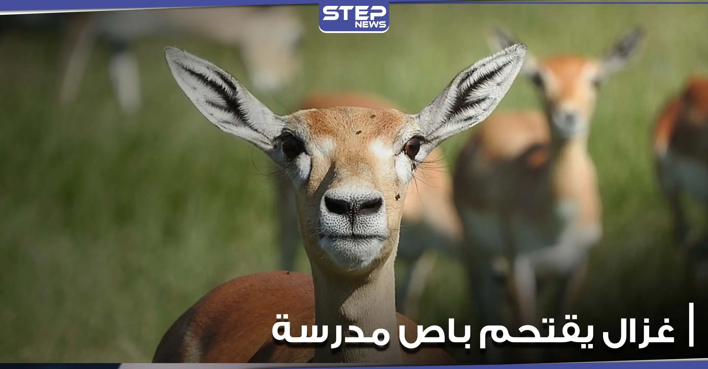 بالفيديو|| غزال يصطدم بباص مدرسة ويخترق الزجاج الأمامي في ولاية فيرجينيا الأمريكية ونجاة طالب نائم: منوعات