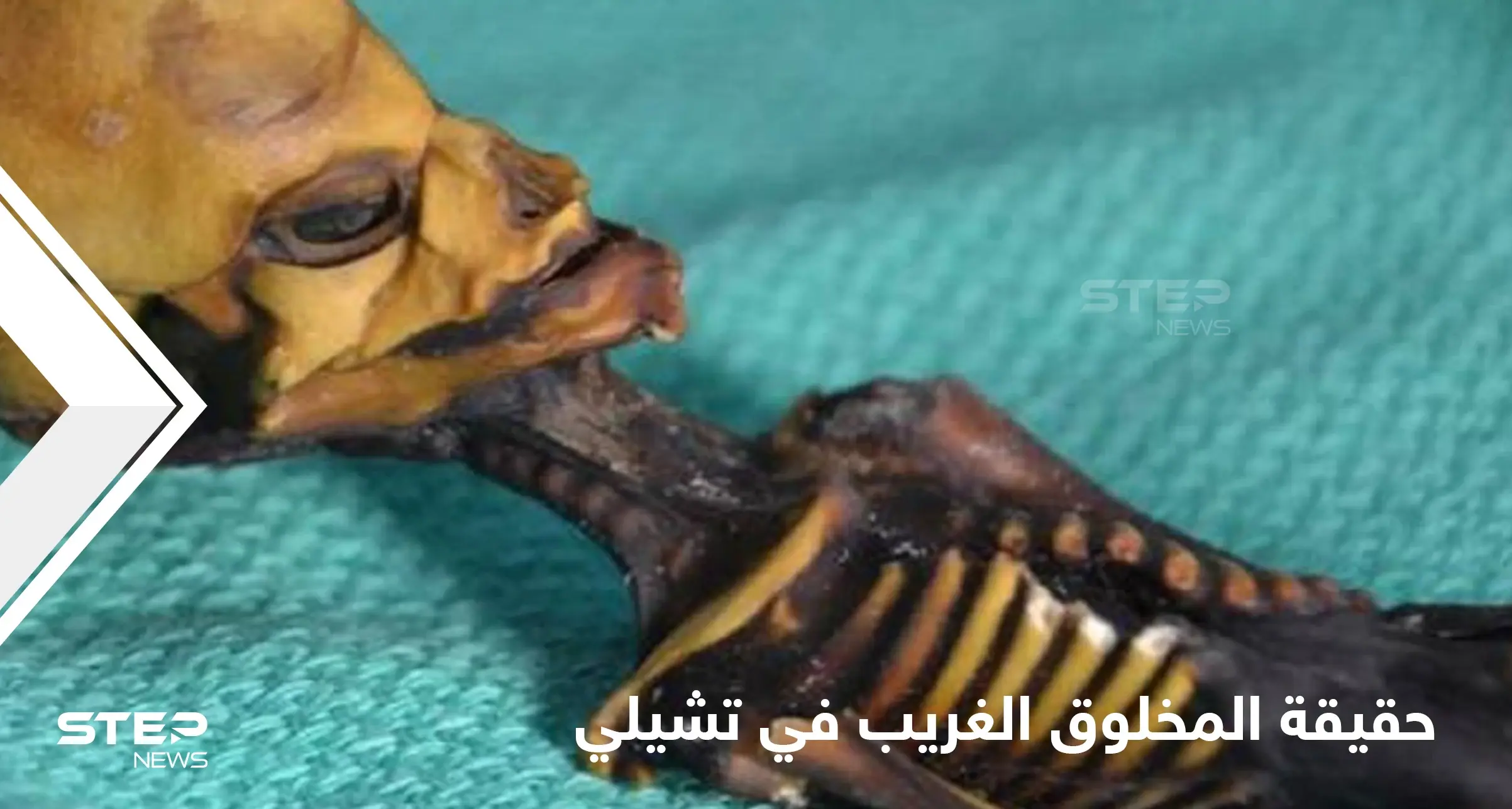 هل هو كائن فضائي ..الكشف عن حقيقة المخلوق الغريب الذي ظهر في تشيلي: كائن فضائي