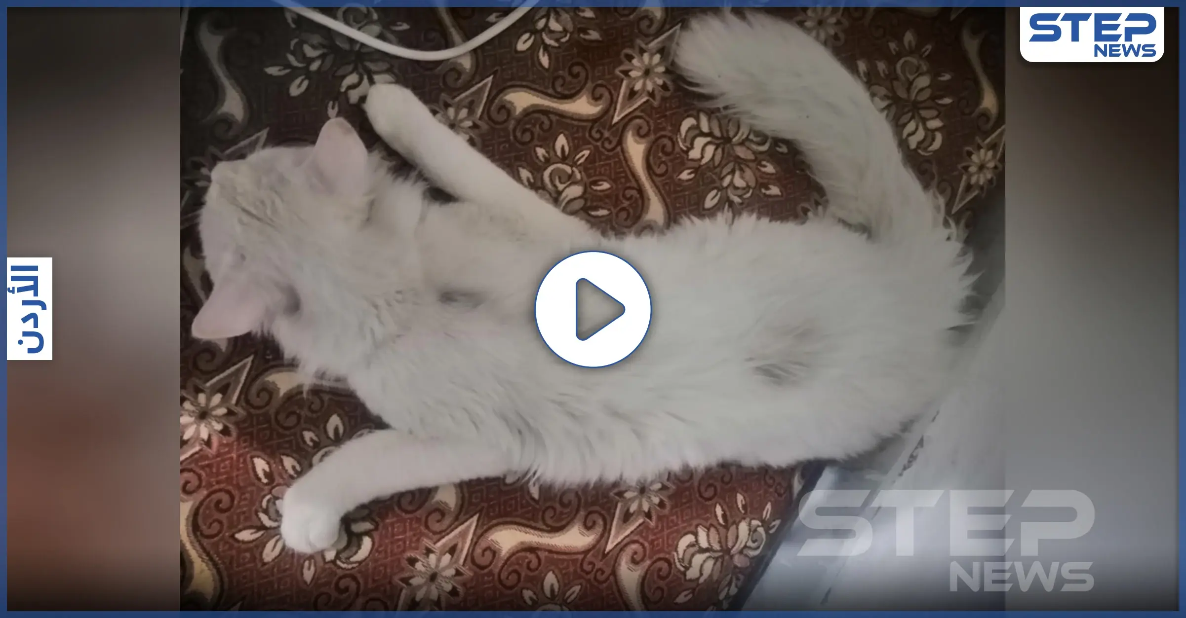 شاهد|| اغتصاب قط في عمّان بطريقة وحشية بعد خطفه في حادثة غريبة من نوعها: أدوية