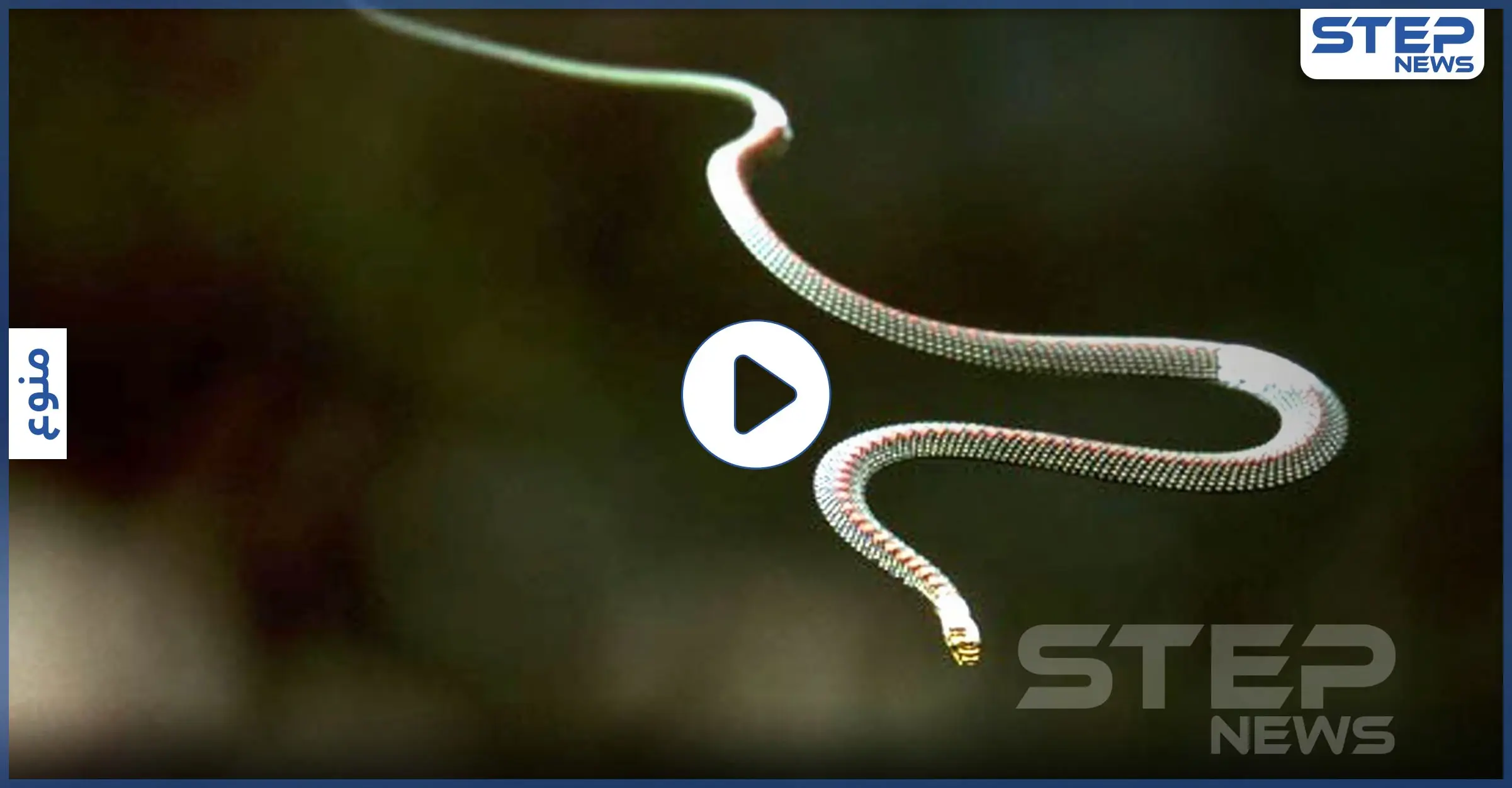 بالفيديو|| ثعابين الجنة.. اكتشاف ثعابين تطير في الهواء بحركات أذهلت العلماء: عالم الحيوان