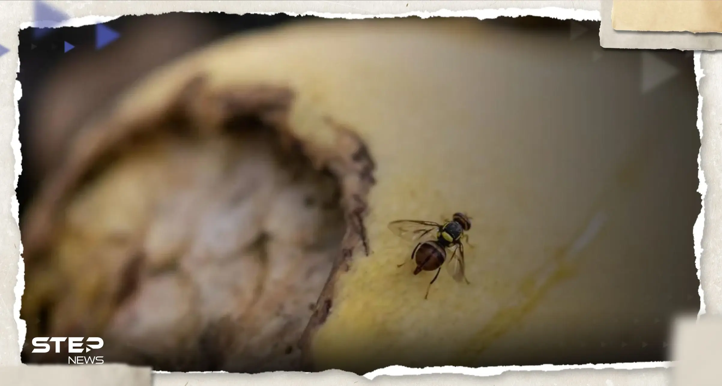 صدمة أصابت الأطباء.. العثور على ذبابة حية في أمعاء رجل مريض: منوع