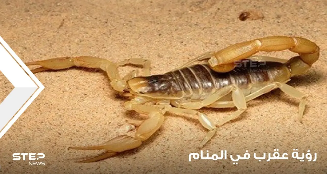 رؤية العقرب في المنام وتفسير لدغته ودلالاتها على الخير والشر: تفسير الاحلام