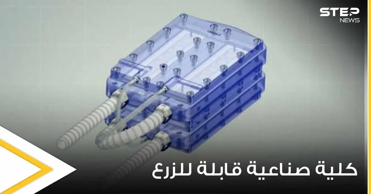 اختراع علمي مذهل.. علماء يبتكرون أول كلية صناعية قابلة للزرع قد تكون طوق النجاة: صحة وعلاج