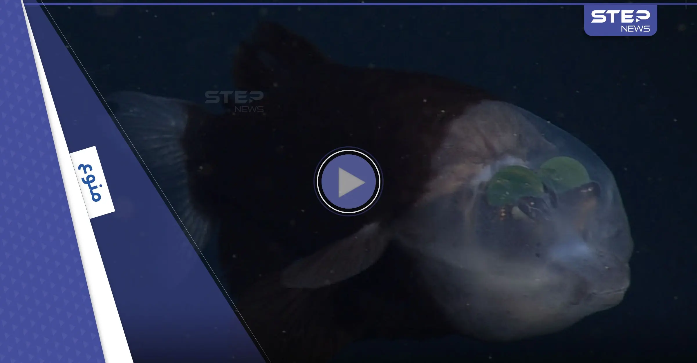 بالفيديو|| اكتشاف مخلوق نادر في أعماق المحيط الهادئ.. يتمتع برأس نصف شفاف ويشبه الكائنات الفضائية: المحيط الهادئ