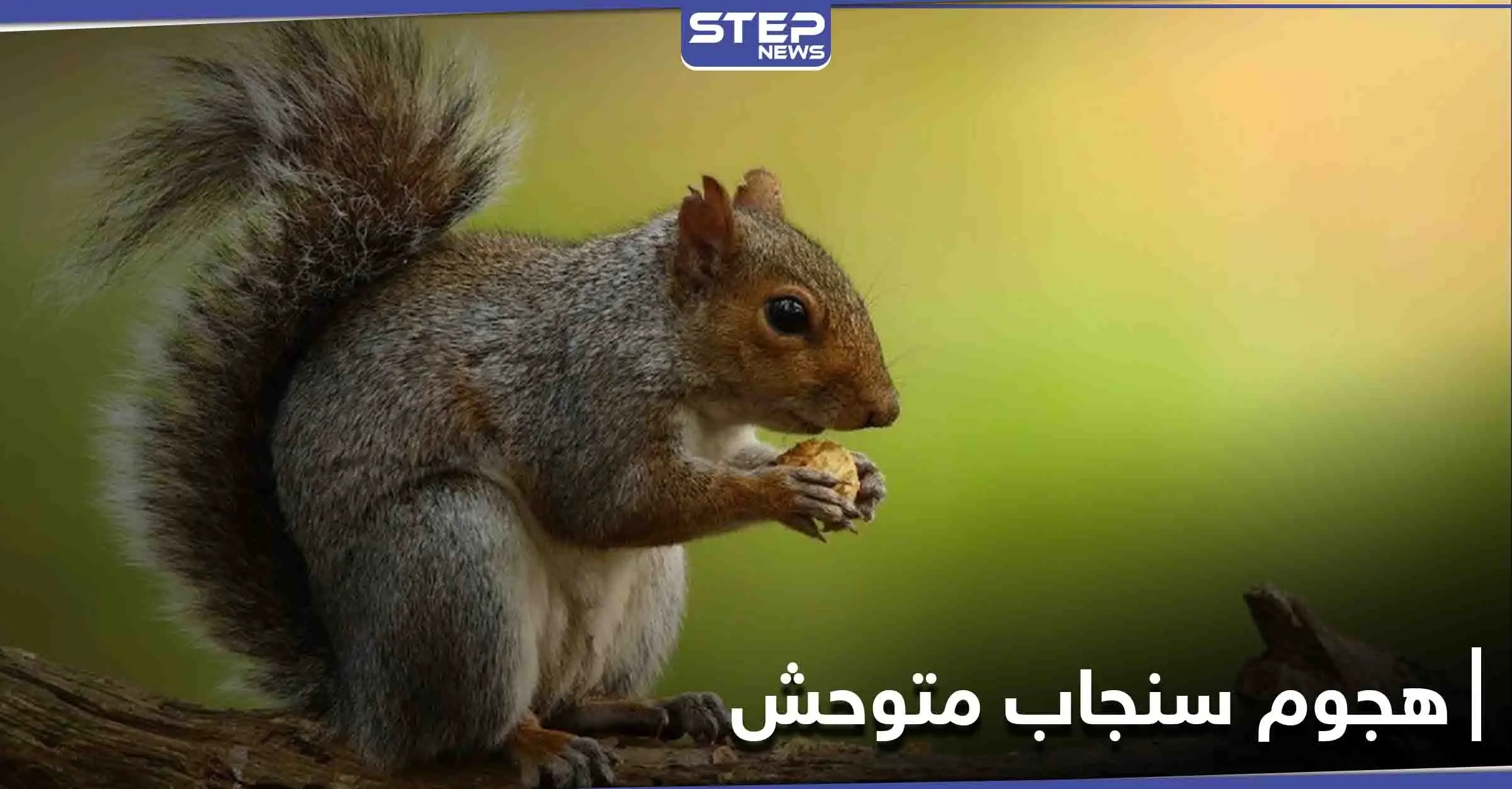 سنجاب متوحش يهاجم امرأة تاركاً إياها غارقةً في الدماء بين الجليد: سنجاب