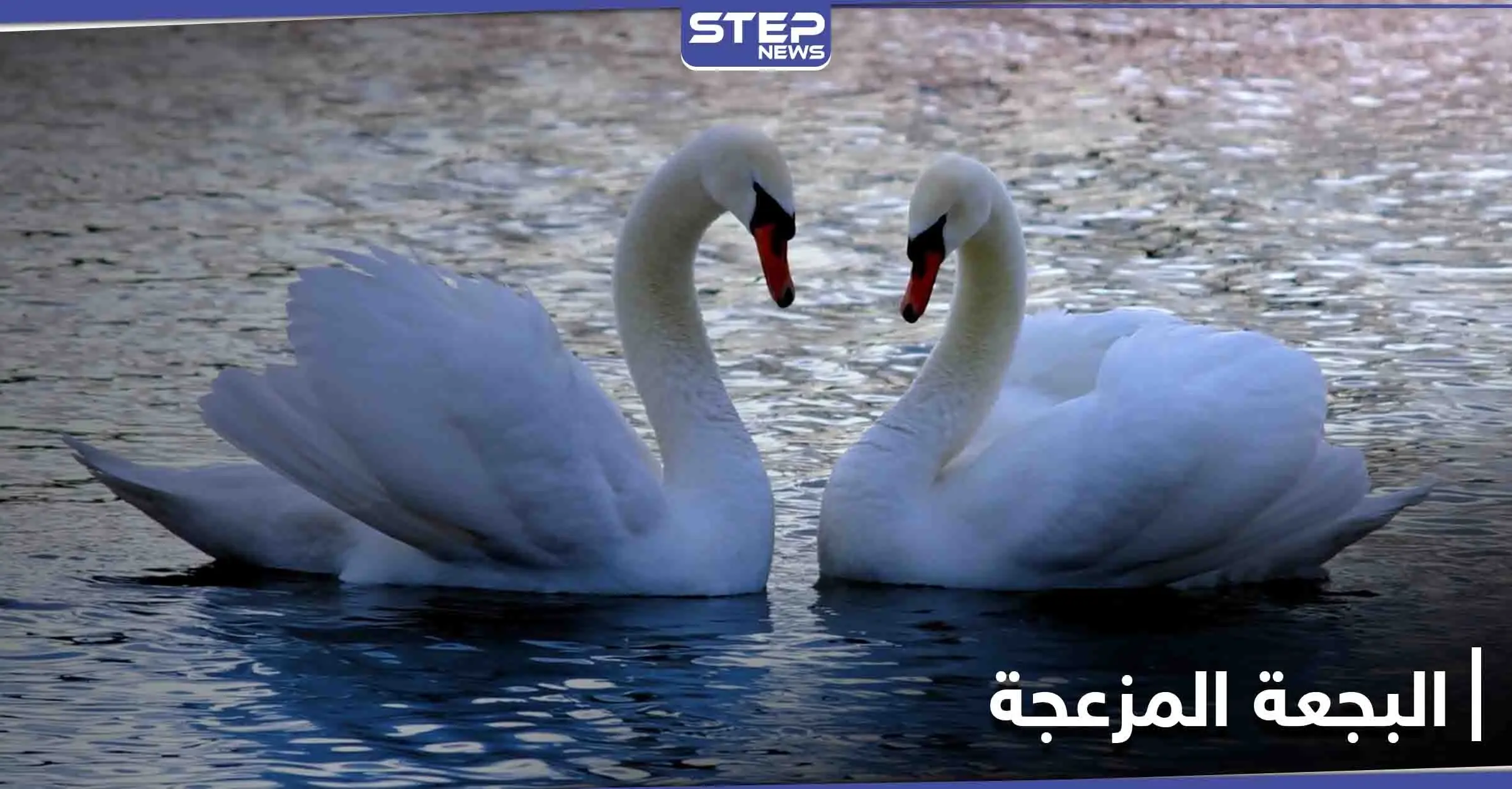 البجعة المزعجة تطرق الباب لثلاث ساعات.. وجار البحيرة أصابه اليأس (فيديو): بجعة