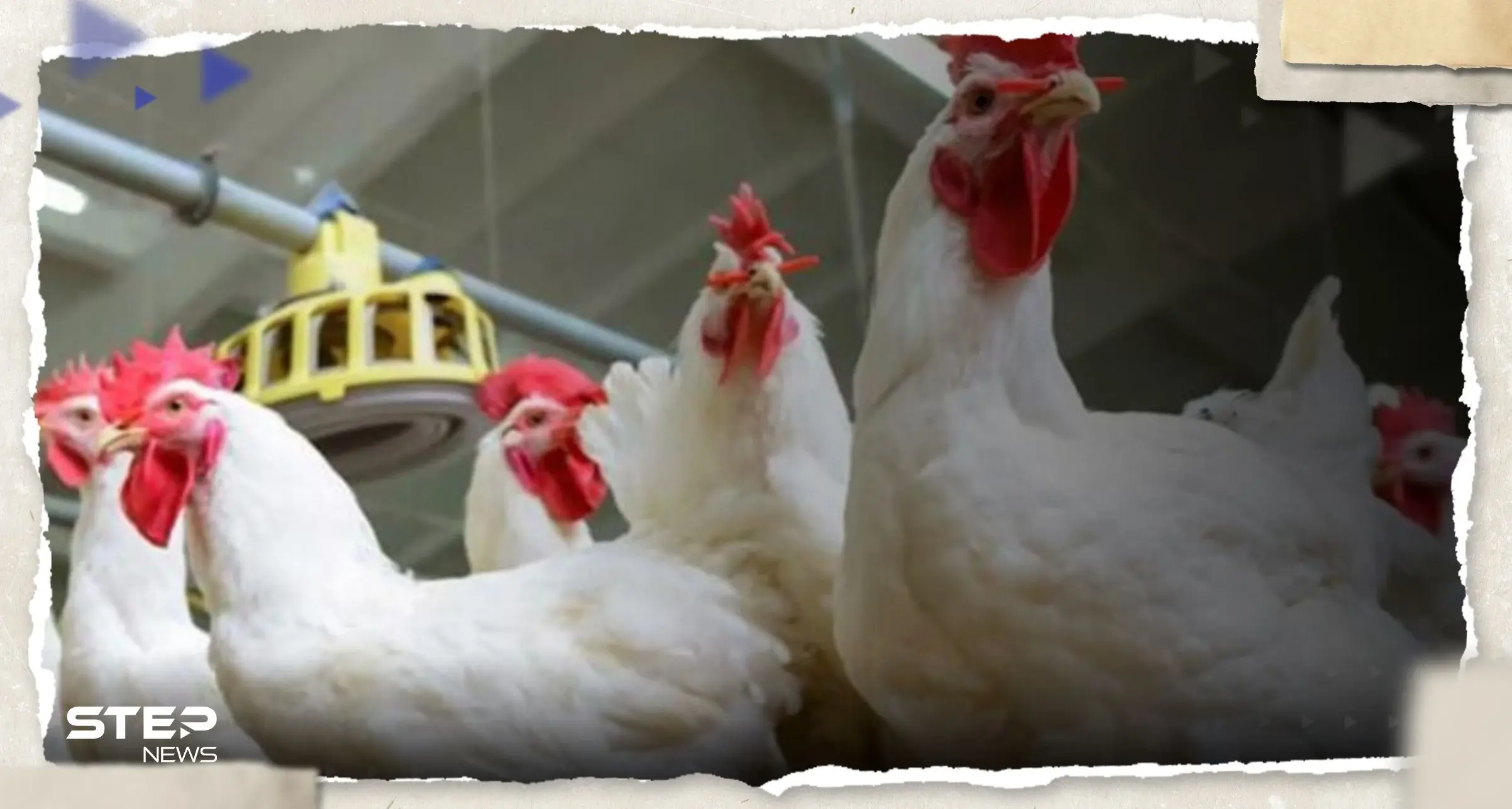 هل يجوز التضحية بالطيور؟.. شيخ مصري بالأزهر يثير جدلاً ودار الإفتاء ترد: دار الإفتاء