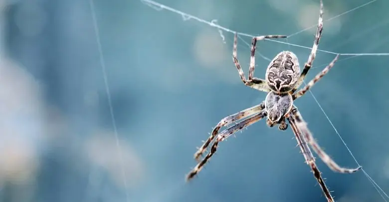 تفسير حلم العنكبوت في المنام لابن سيرين ... لن تتخيل أن لونه فقط يغير التأويل تماماً: تفسير الاحلام