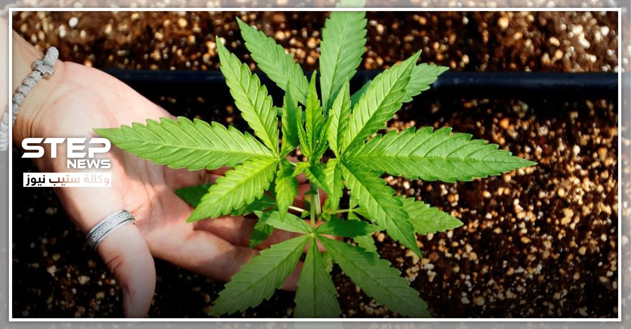 أول دولة عربية تشرع زراعة "الحشيش" تحت كنفها لدعم الاقتصاد: زراعة الحشيش