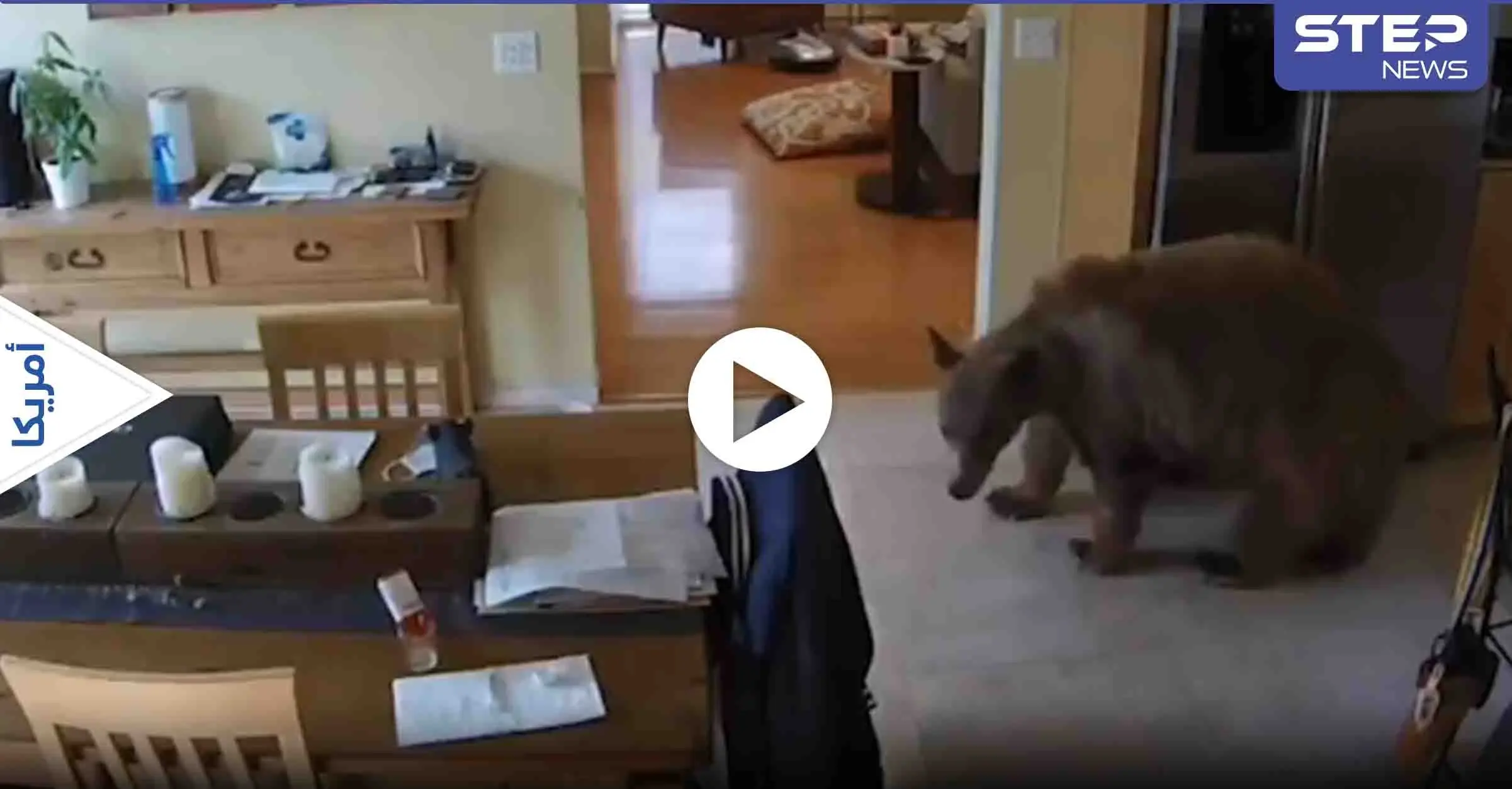 بالفيديو|| كلاب صغيرة تلاحق وتطرد دب ضخم دخل منزل رجل أمريكي وبدأ يتجول بداخله: دب ضخم