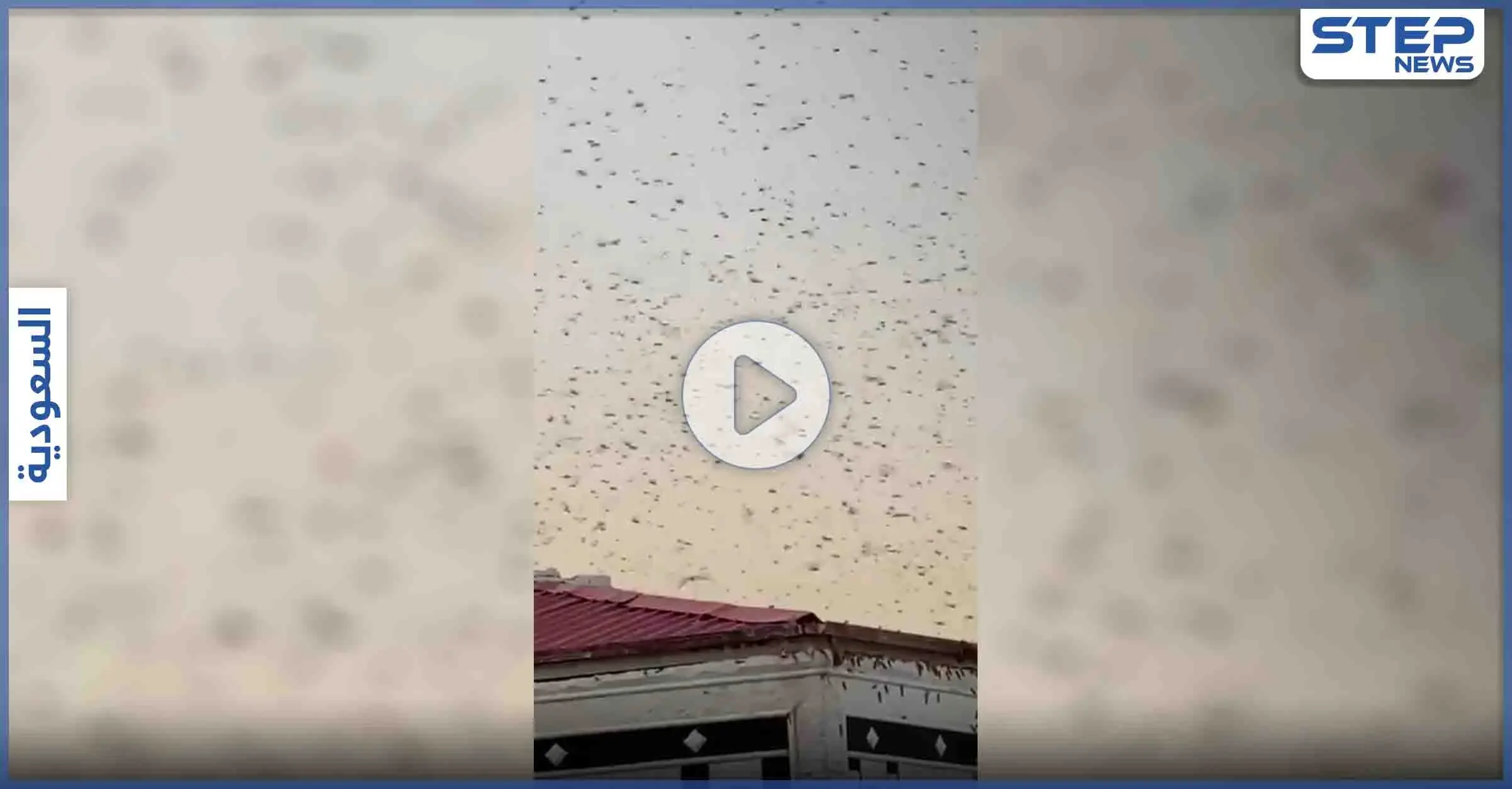 بالفيديو|| أسراب الحشرات تغزو سماء مكة المكرمة وحمام الحرم يمتنع عن التحليق: السلطات السعودية