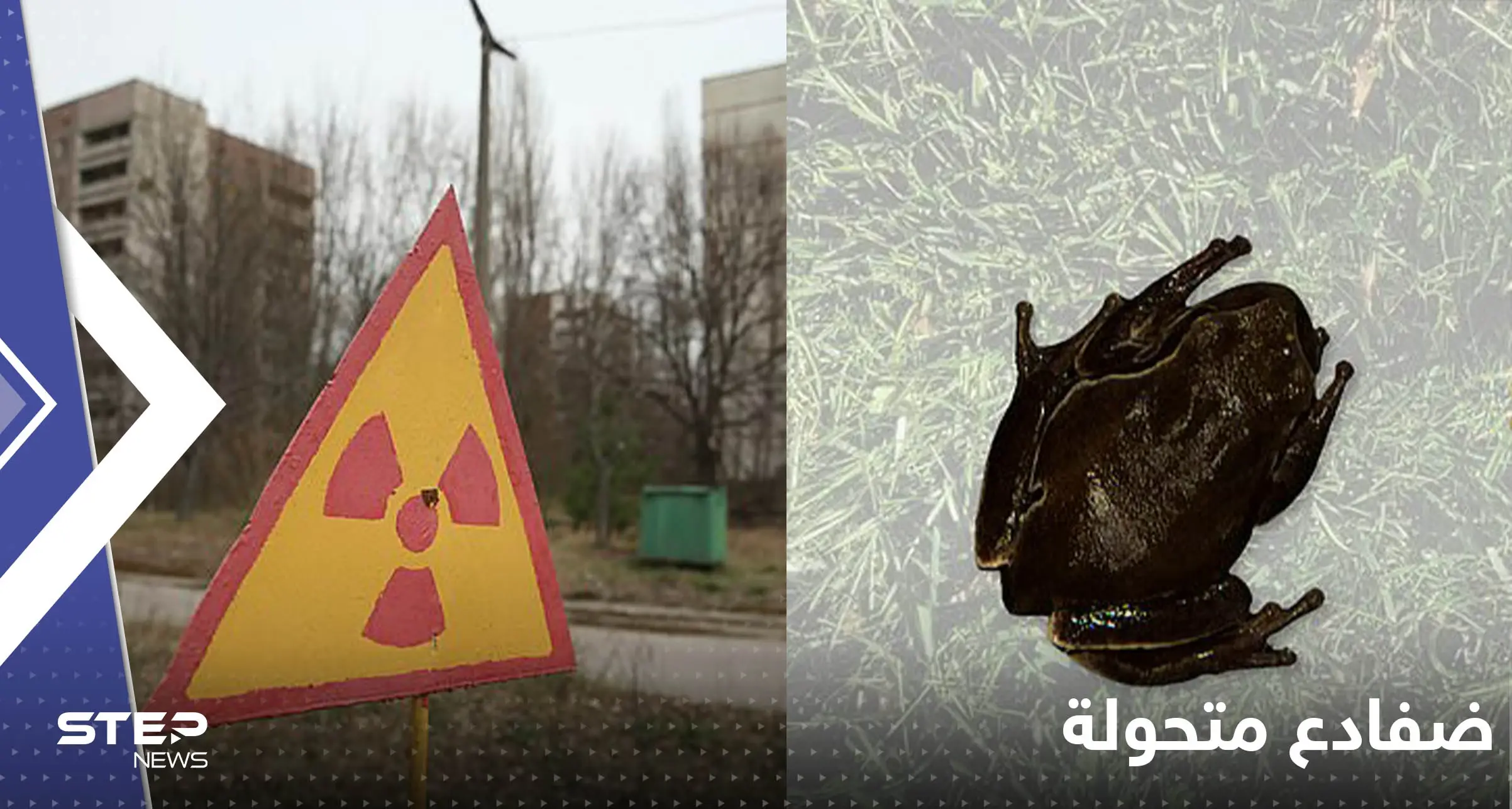 شاهد|| "ضفادع متحولة".. بعد 36 عاماً من كارثة تشيرنوبيل النووية رصد برمائيات سوداء غريبة: ضفادع متحولة