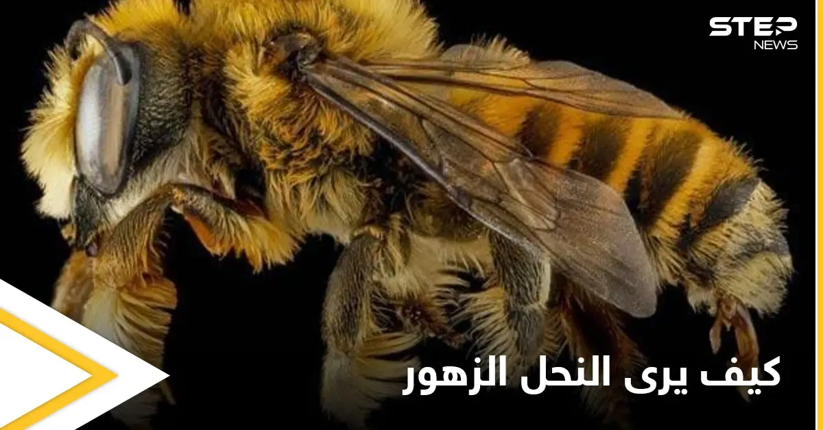 شاهد|| كيف يرى النحل الزهور بالأشعة فوق البنفسجية ويرسم خارطة طريقه وقدرة الـ (GPS) الفائقة لديه: النحل