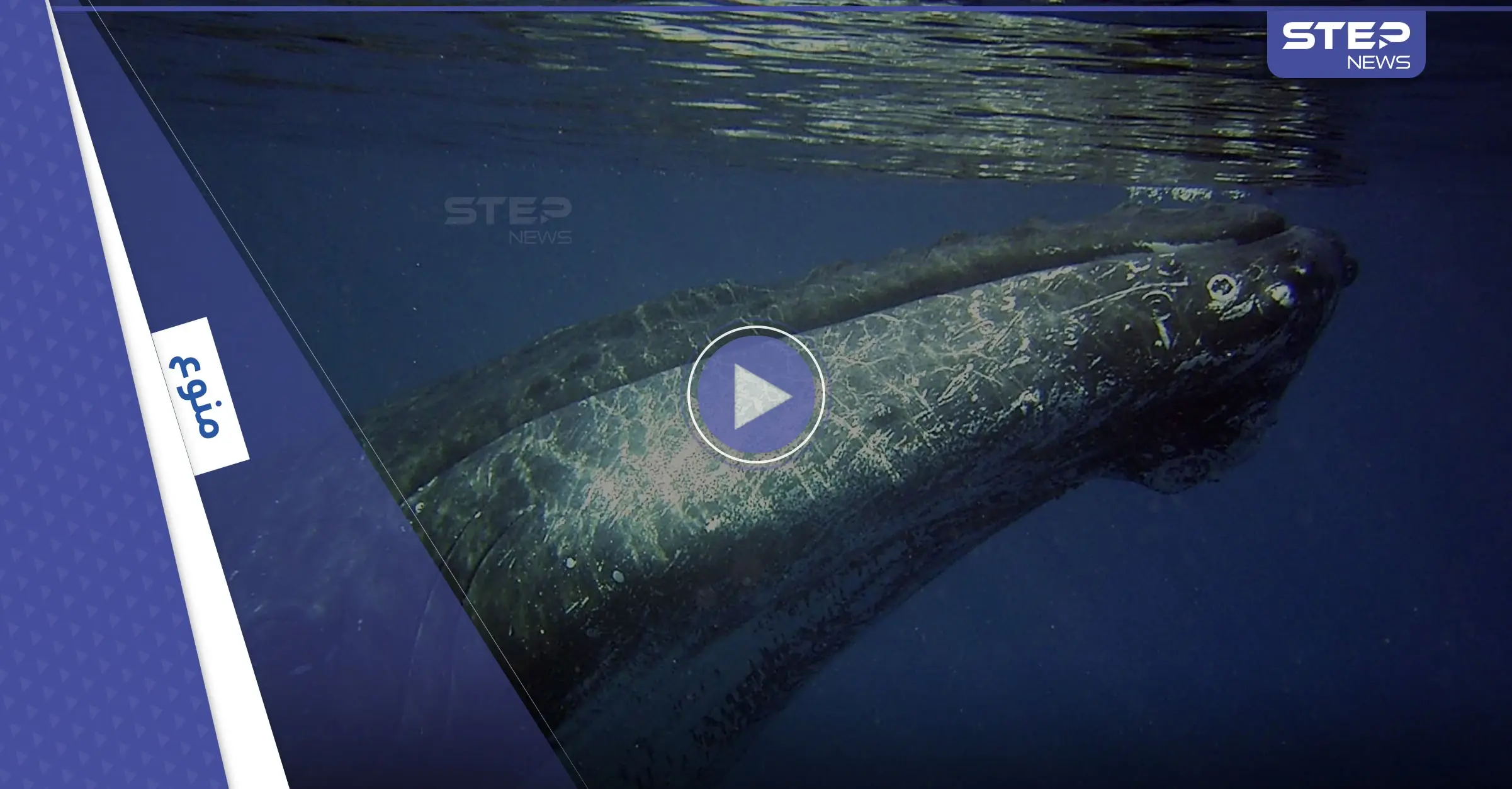 بالفيديو|| مشهد مخيف.. حوت أحدب ضخم يهاجم سرب من الأسماك بعد فتح فمه بالكامل ويلتهمه دفعة واحدة: المياه